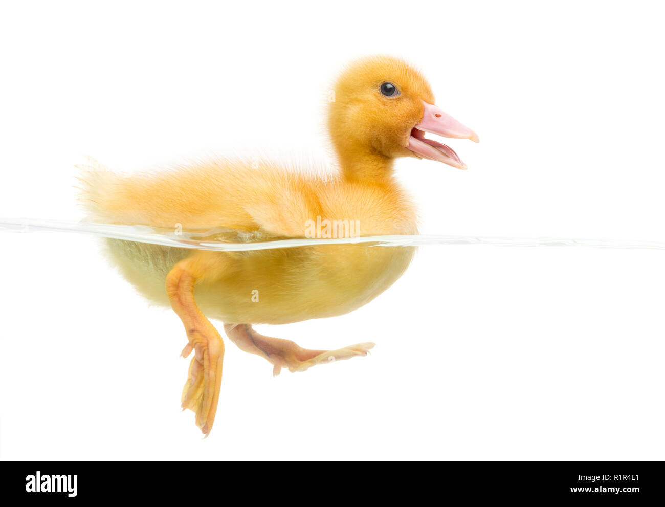 Canard (7 jours) natation, isolated on white Banque D'Images Canard (7 jours) natation, isolated on white Banque D'Images