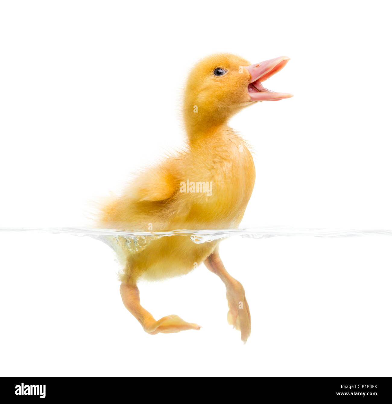 Canard (7 jours) la natation et quacking, isolated on white Banque D'Images Canard (7 jours) la natation et quacking, isolated on white Banque D'Images