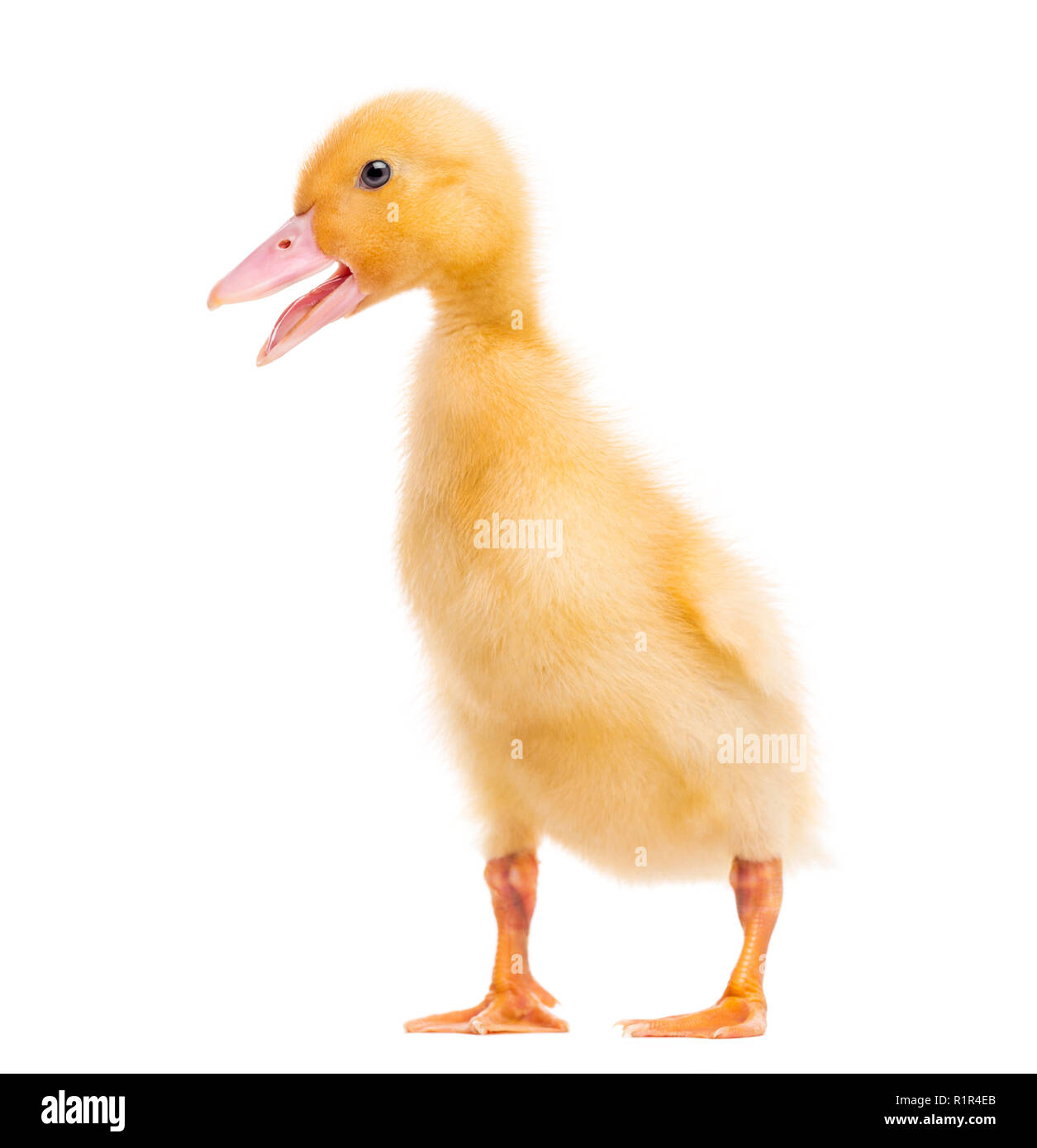 Canard (7 jours) quacking, isolated on white Banque D'Images Canard (7 jours) quacking, isolated on white Banque D'Images