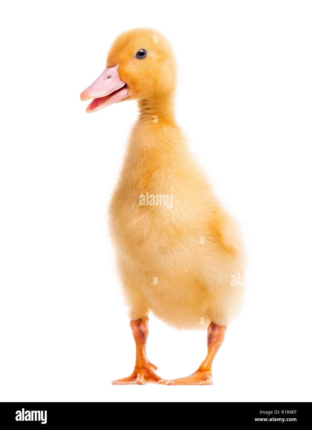Canard (7 jours) isolated on white Banque D'Images Canard (7 jours) isolated on white Banque D'Images