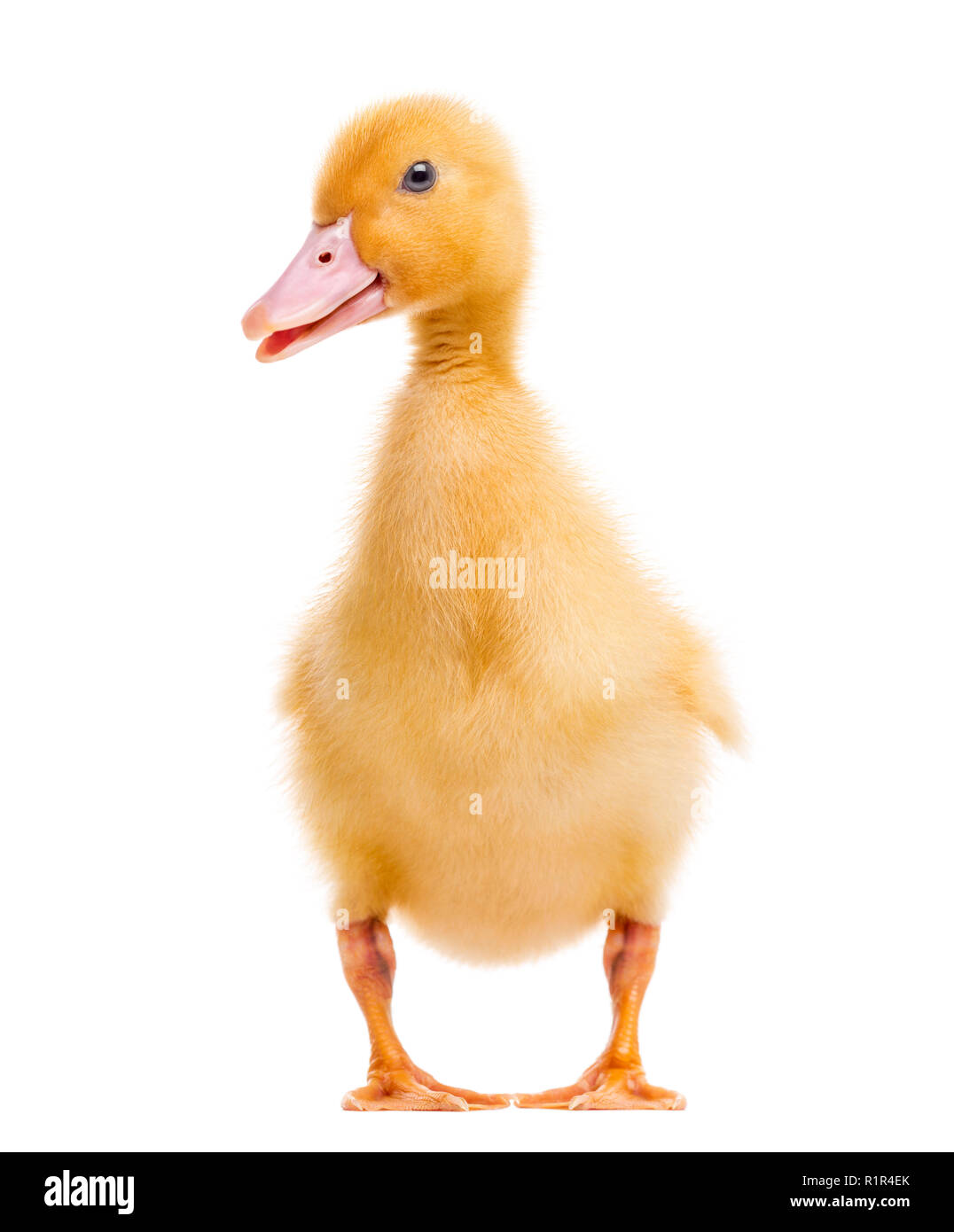 Canard (7 jours) isolated on white Banque D'Images