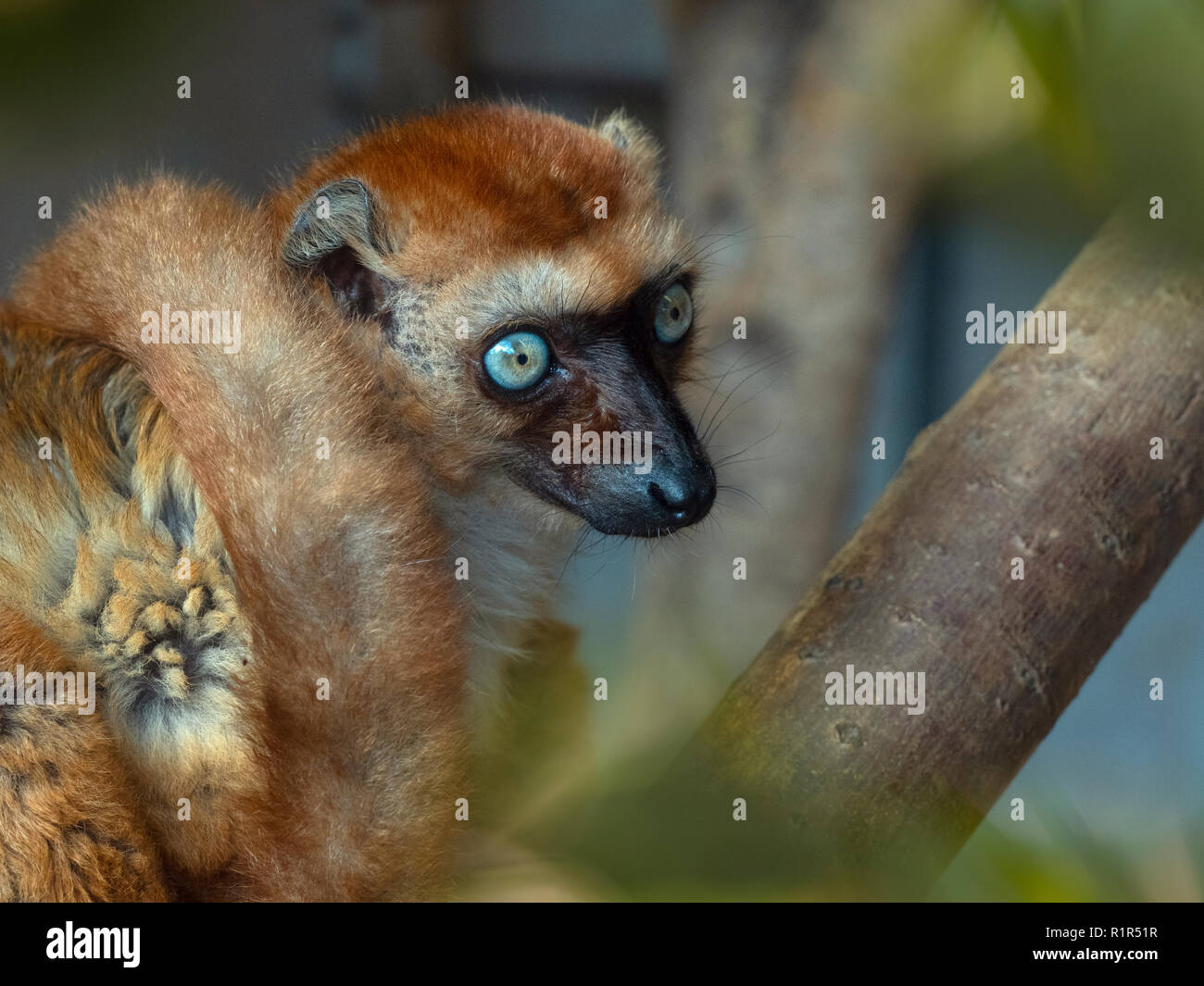 Lemurien Aux Yeux Bleus Eulemur Banque D Image Et Photos Alamy Lemurien Aux Yeux Bleus Eulemur Banque D Image Et Photos Alamy