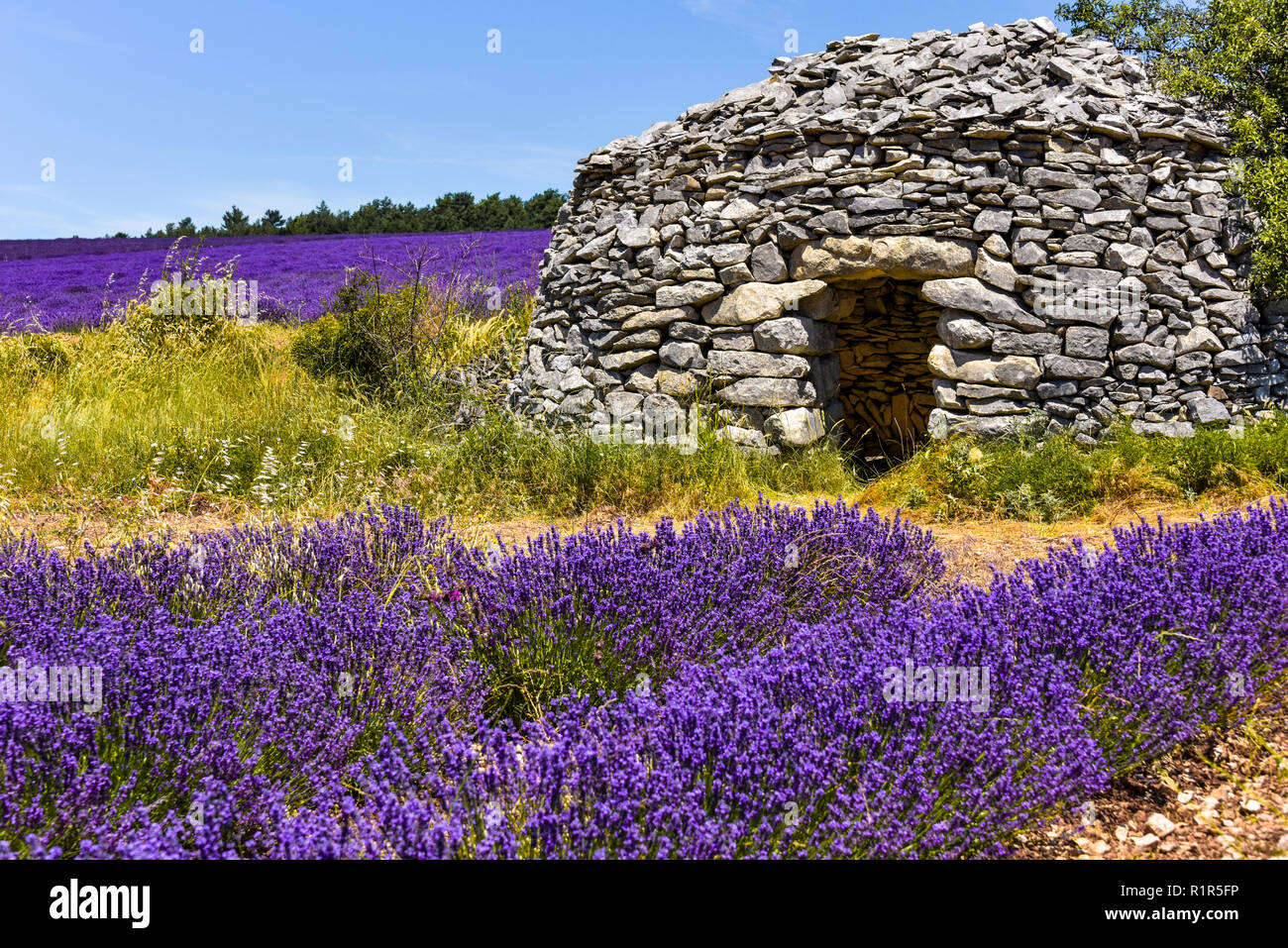 Close-up de cabane en pierre sèche en Provence, champ de lavande de Ferrassières, France Banque D'Images