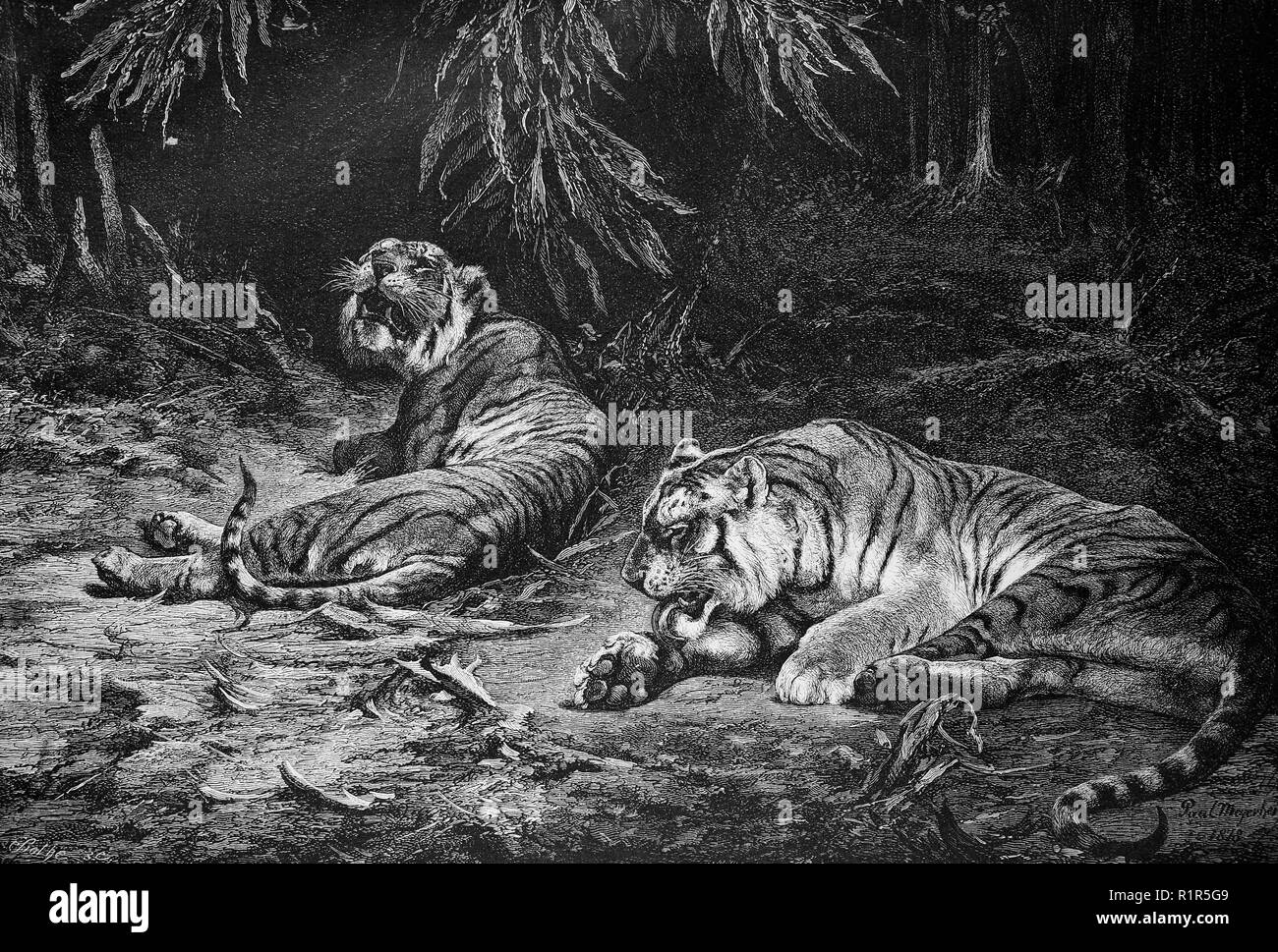 L'amélioration de la reproduction numérique, est un tigre du Bengale Panthera tigris tigris population dans le sous-continent indien, de l'estampe originale à partir de l'année 1880 Banque D'Images