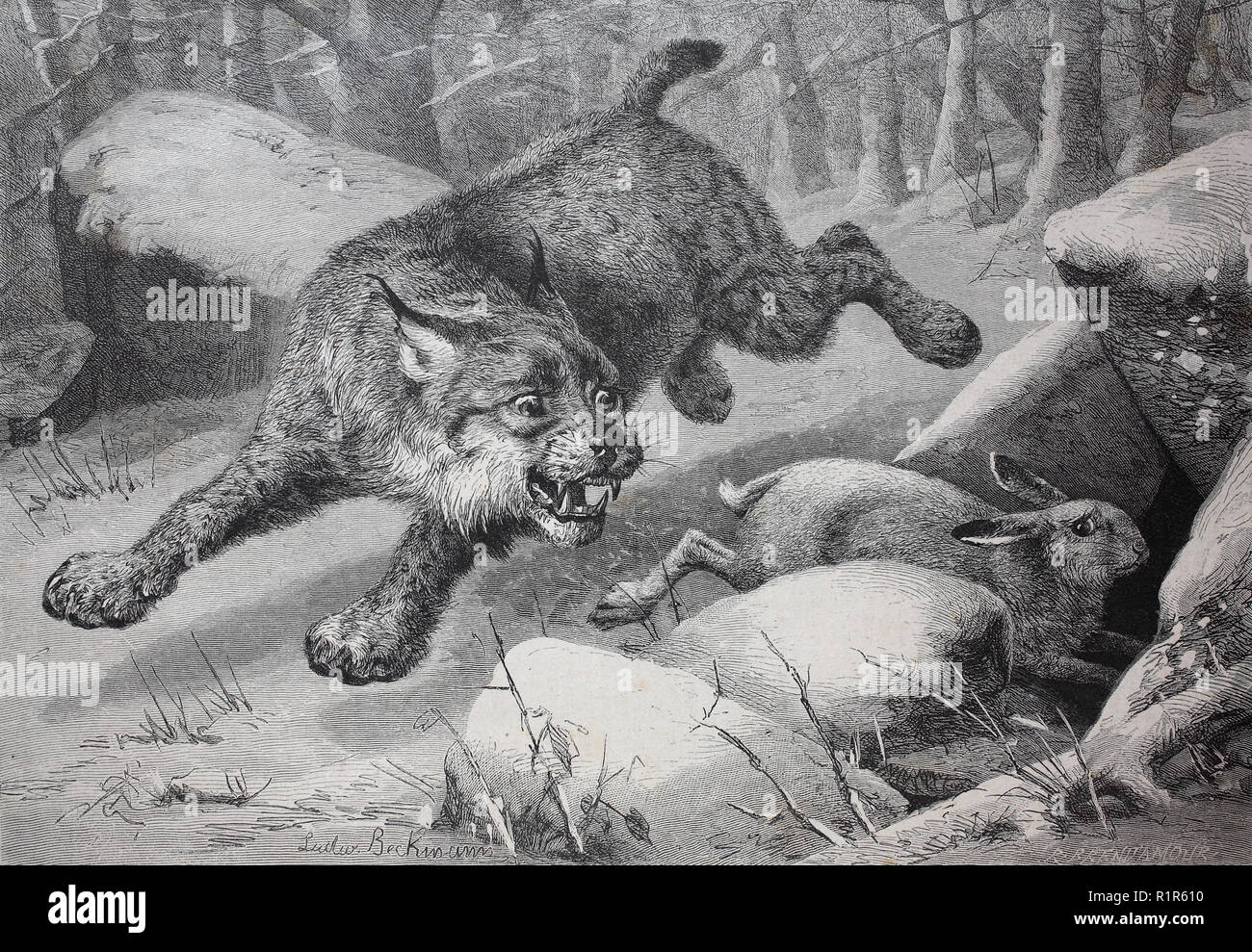 L'amélioration de la reproduction numérique, le lynx est à la suite d'un lièvre des neiges, tirage original de l'année 1880 Banque D'Images