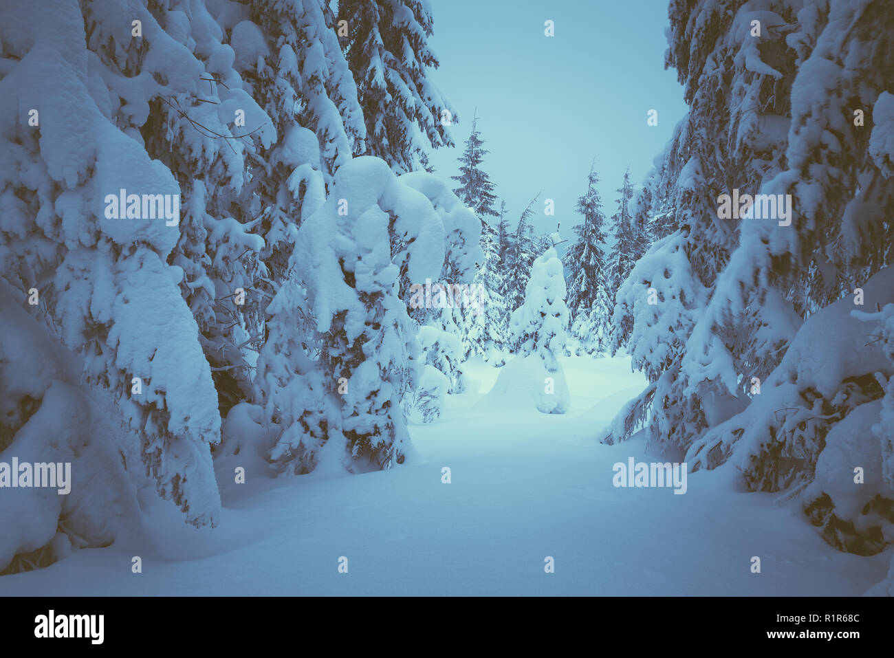 Paysage de Noël. Forêt de conte avec des bancs de neige. La beauté dans la nature. Harmonisation des couleurs. Faible contraste Banque D'Images