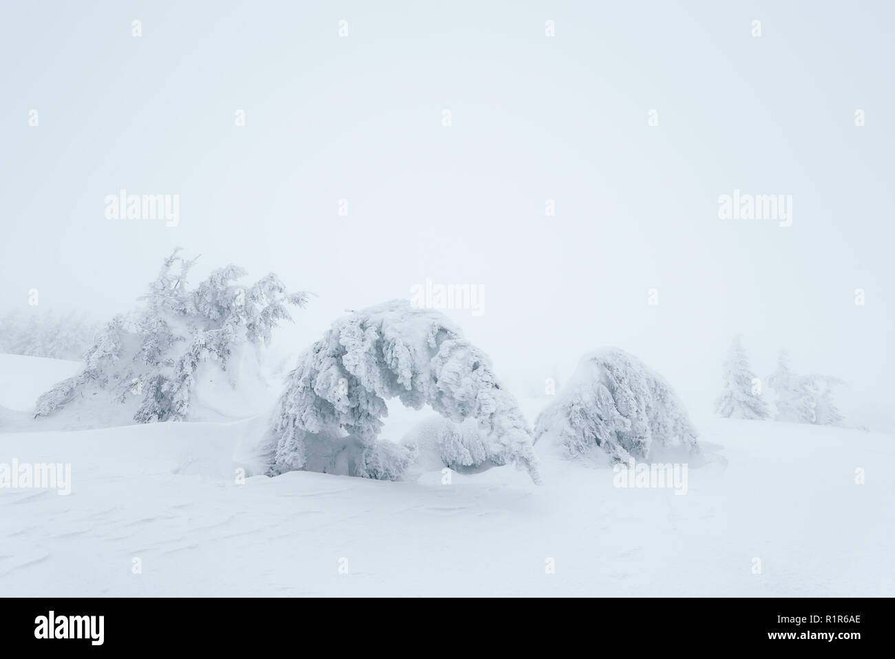 Paysage de Noël. Arbres couverts de neige sur les collines de la montagne. Jour nuageux. Carpates, l'Ukraine, l'Europe Banque D'Images