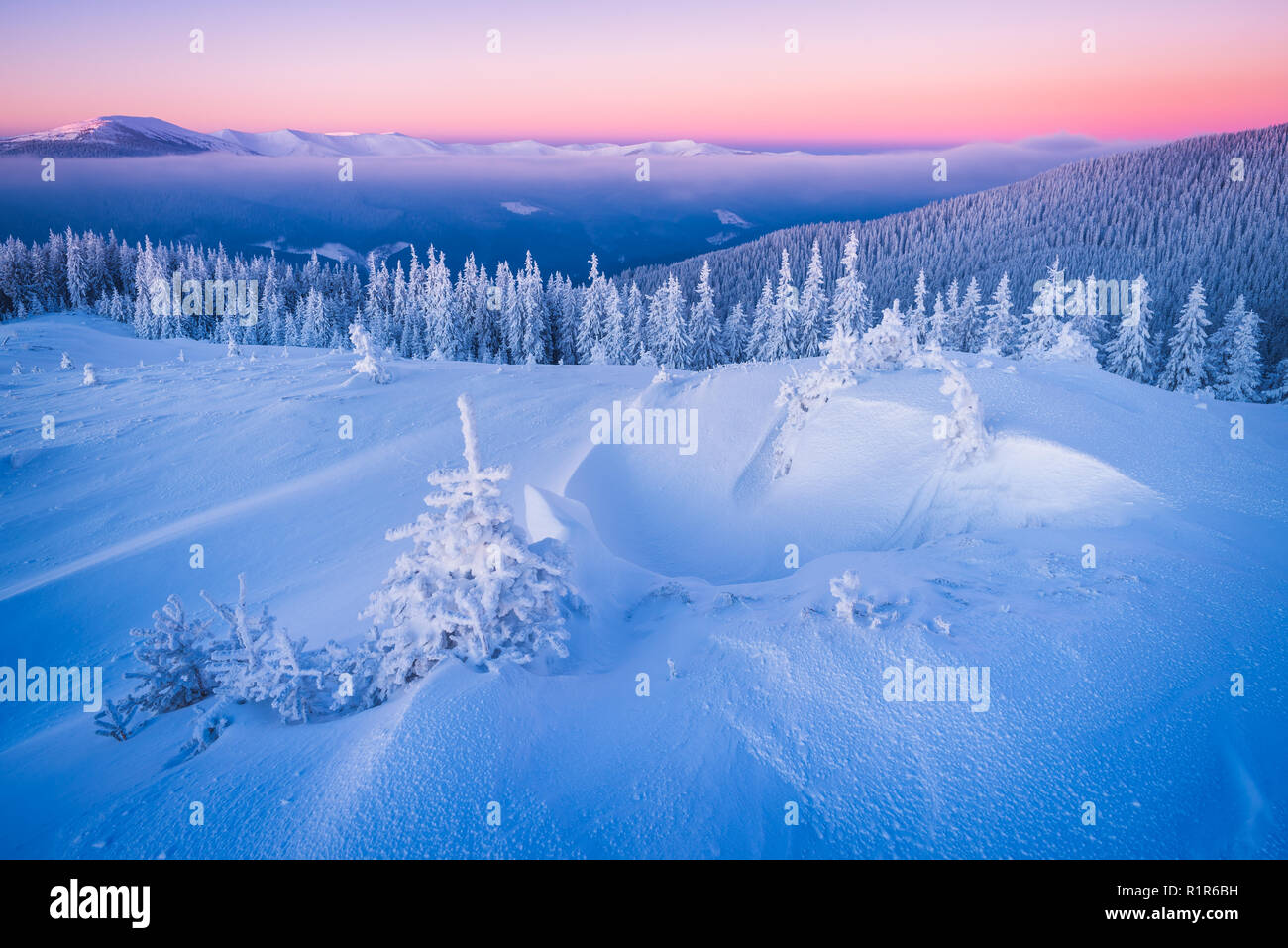 Paysage de Noël. À l'aube dans les montagnes. Sapins dans la neige. Carpates, l'Ukraine, l'Europe Banque D'Images