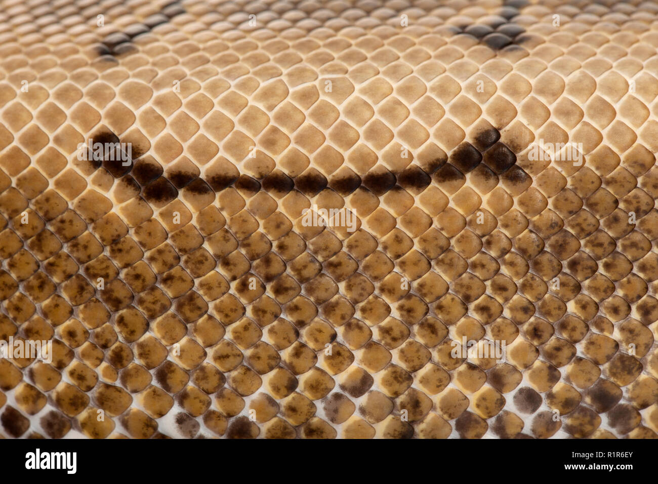 Close-up de Spinner Python, python royal python, peau, ball Python regius, 2 ans Banque D'Images