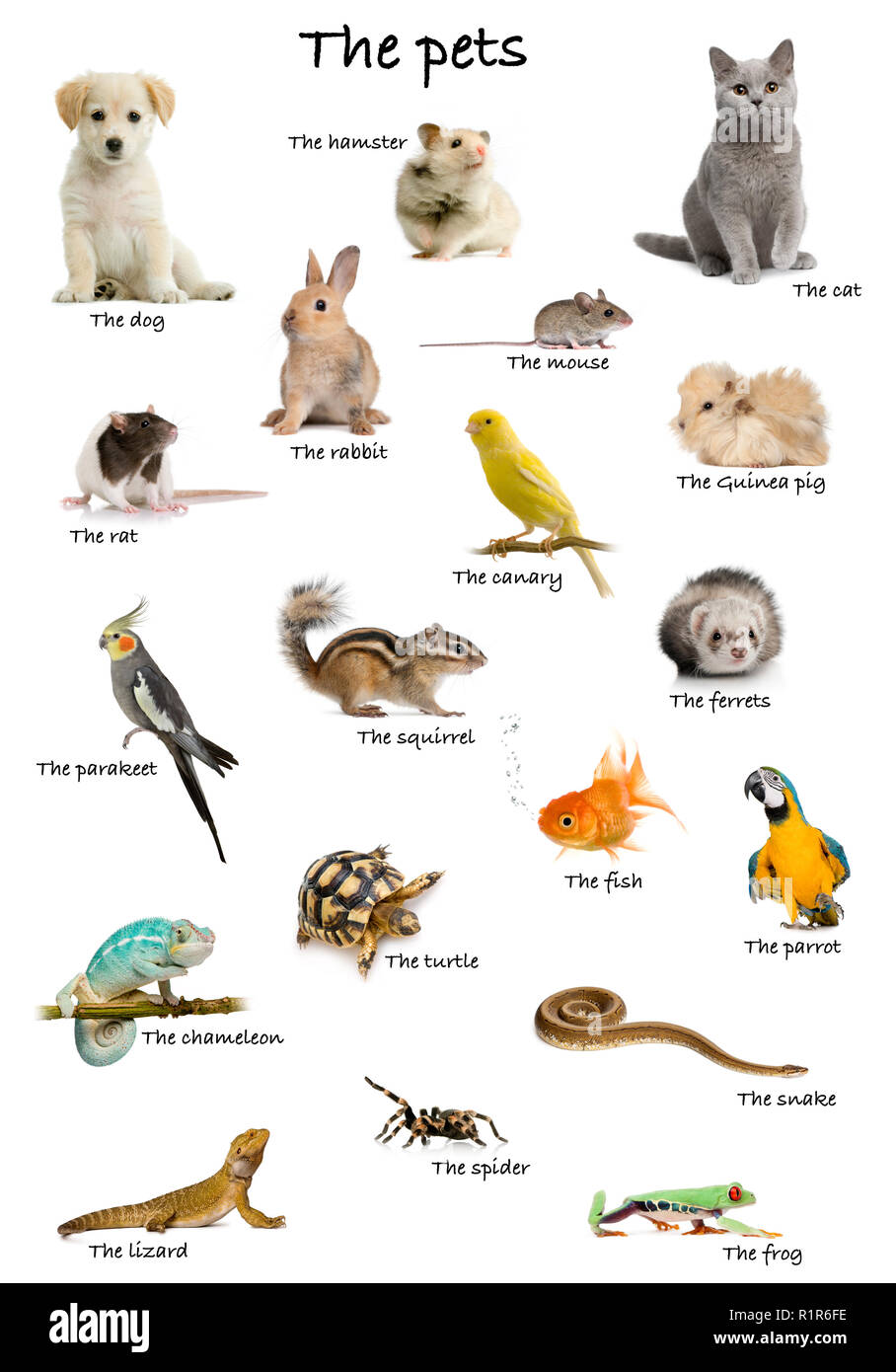 Collage d'animaux domestiques et d'animaux en anglais in front of white background, studio shot Banque D'Images