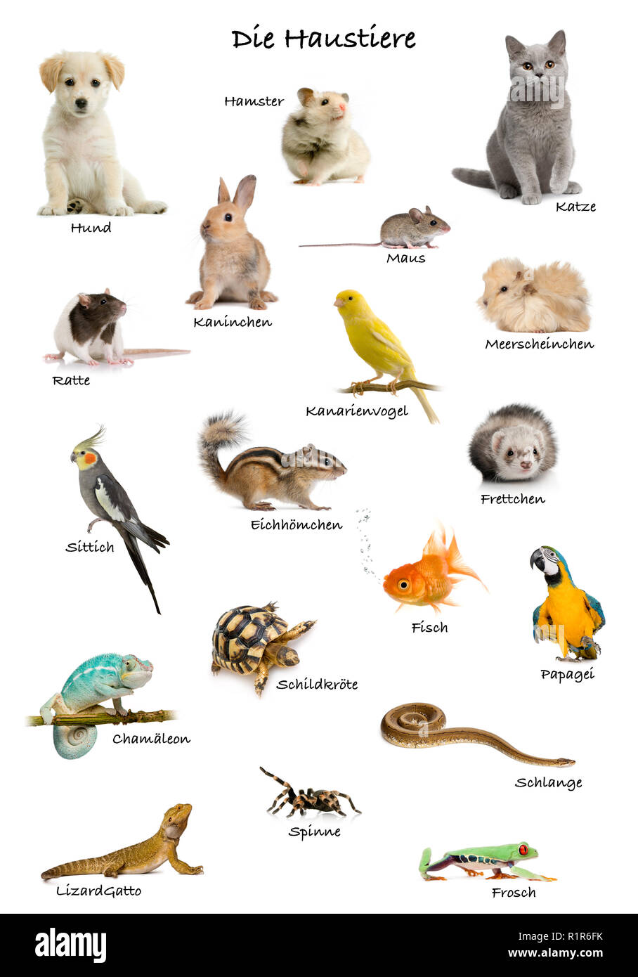 Collage d'animaux domestiques et d'animaux en allemand in front of white background, studio shot Banque D'Images