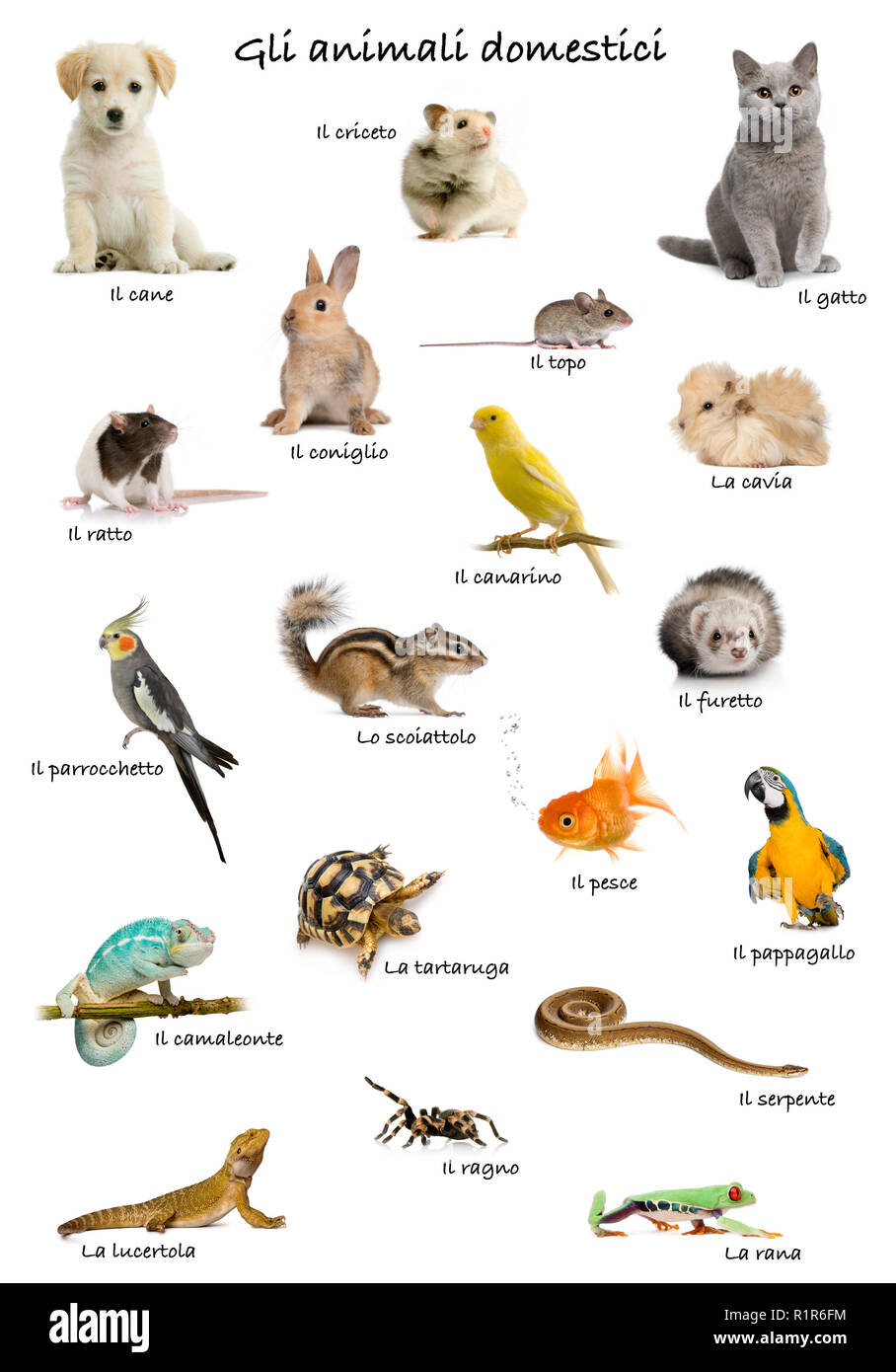 Collage d'animaux domestiques et d'animaux en italien in front of white background, studio shot Banque D'Images