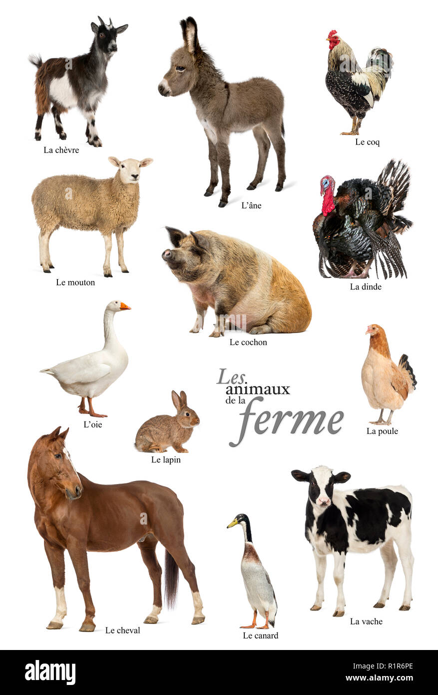 Poster éducatif avec des animaux de ferme en Français Banque D'Images