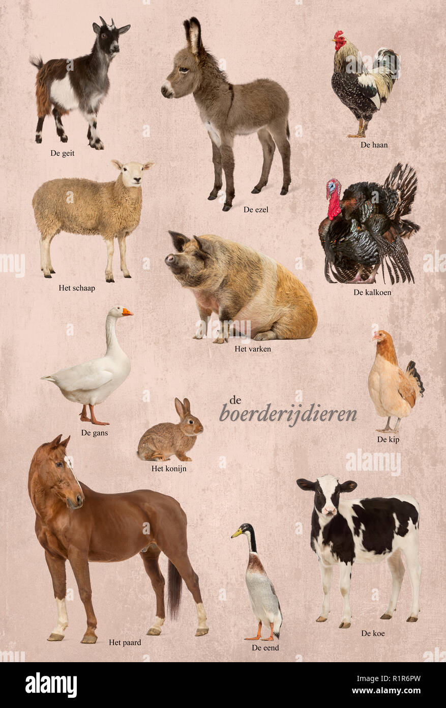 Poster éducatif avec des animaux de ferme en néerlandais Banque D'Images