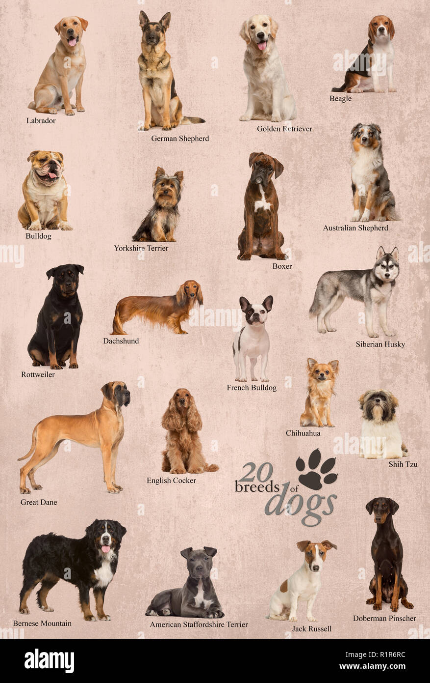Races De Chiens Anglais Banque De Photographies Et D images Haute races-de-chiens-anglais-banque-de-photographies-et-d-images-haute