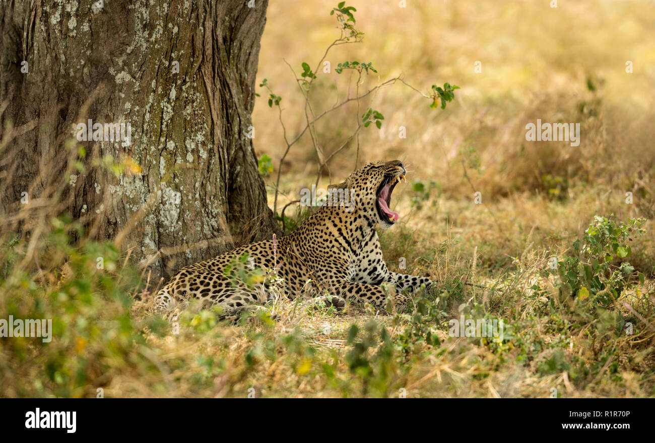 Leopard bâillement, Serengeti, Tanzanie Banque D'Images