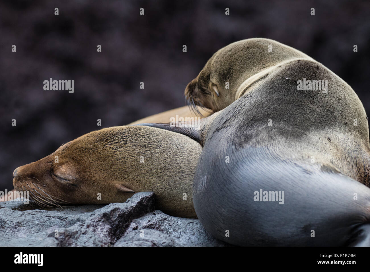 La faune des îles Galápagos Banque D'Images