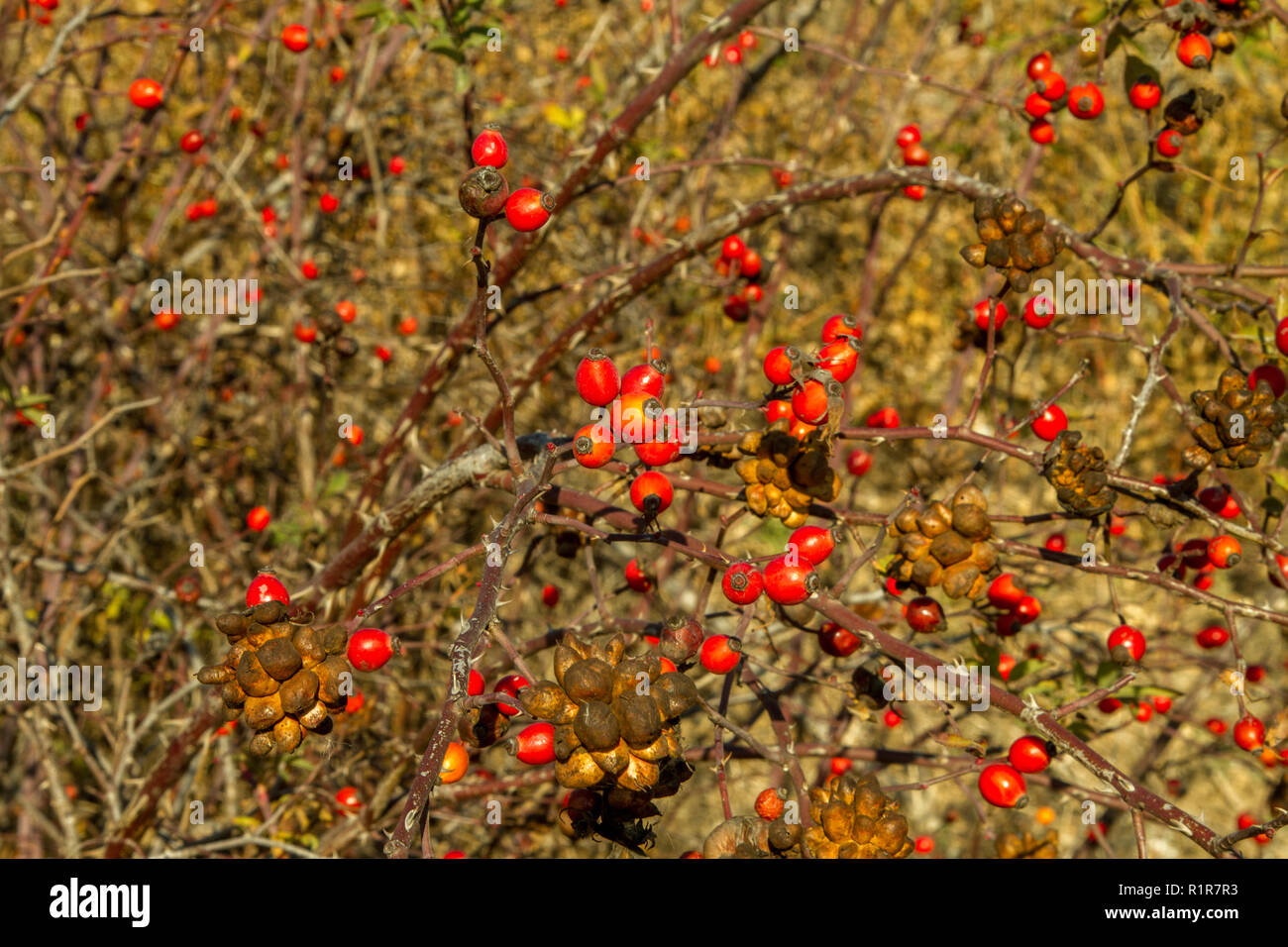 L'image de la rose rouge des baies sur le coussinet en automne Banque D'Images