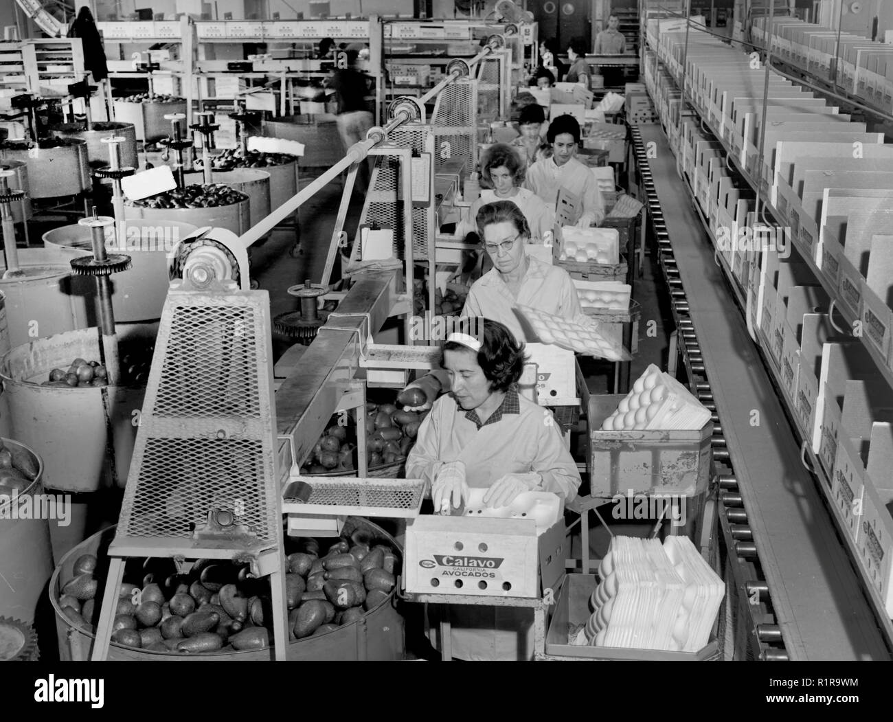 Usine de conditionnement d'avocat en Californie. ca. 1960. Banque D'Images