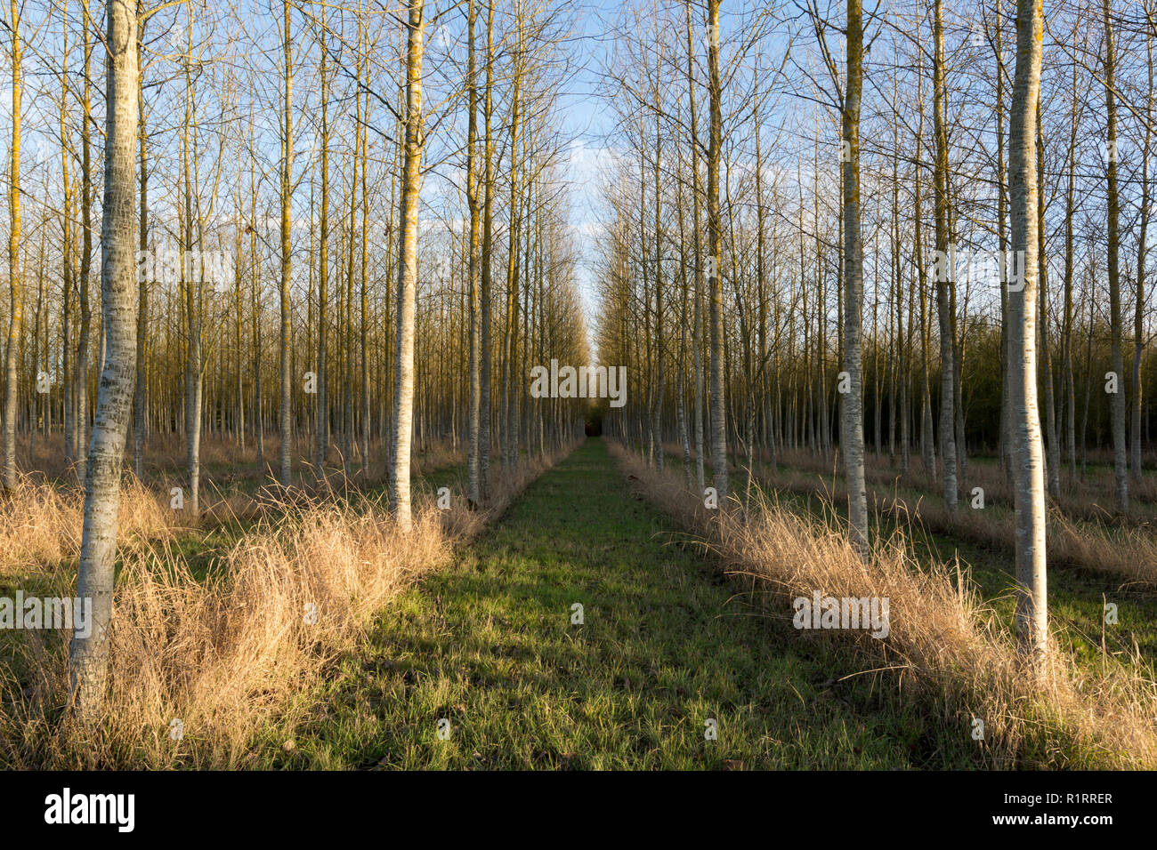 Une plantation de peupliers, en hiver, dans le village de North Harrow, Kent, UK. Banque D'Images