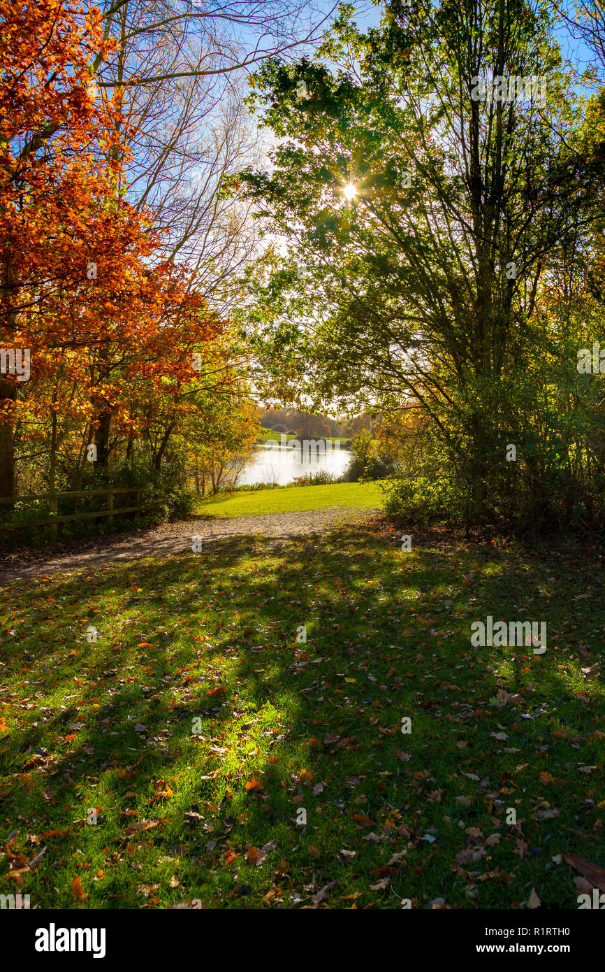 En automne HIGHWOODS COUNTRY PARK, Colchester, Essex, Angleterre Banque D'Images