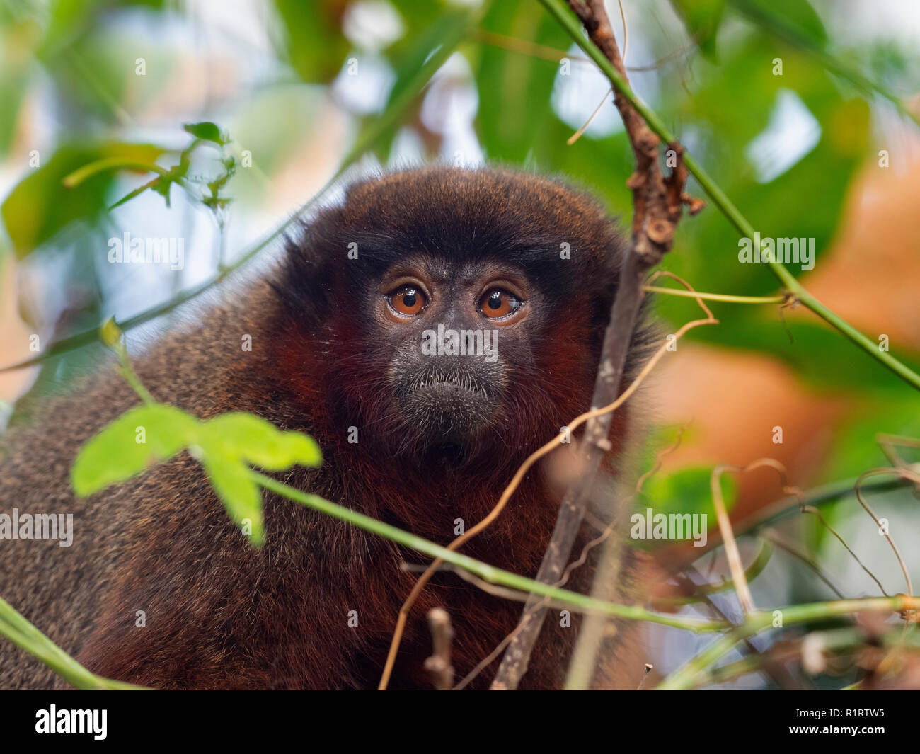 Singe titi copéry Callicebus cupreus Banque D'Images