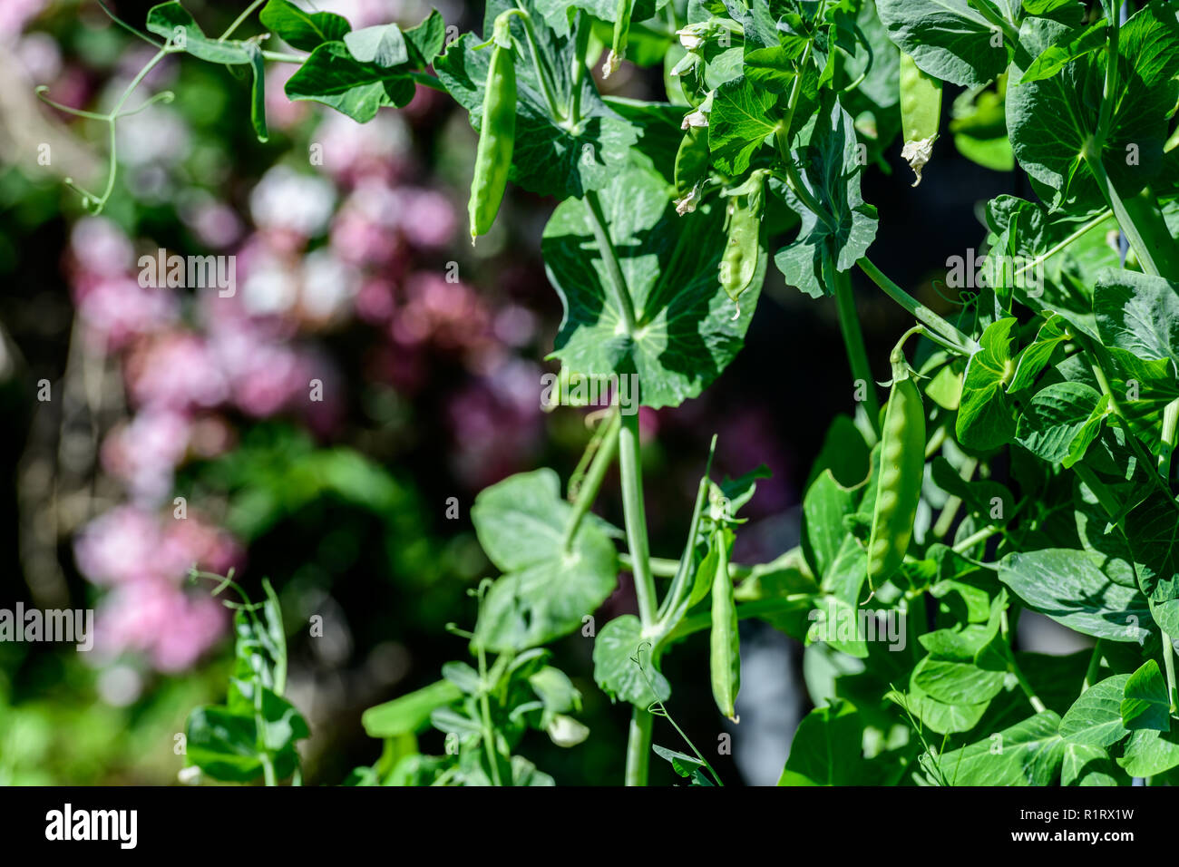 Les pois verts grandit bien dans le jardin au printemps Banque D'Images