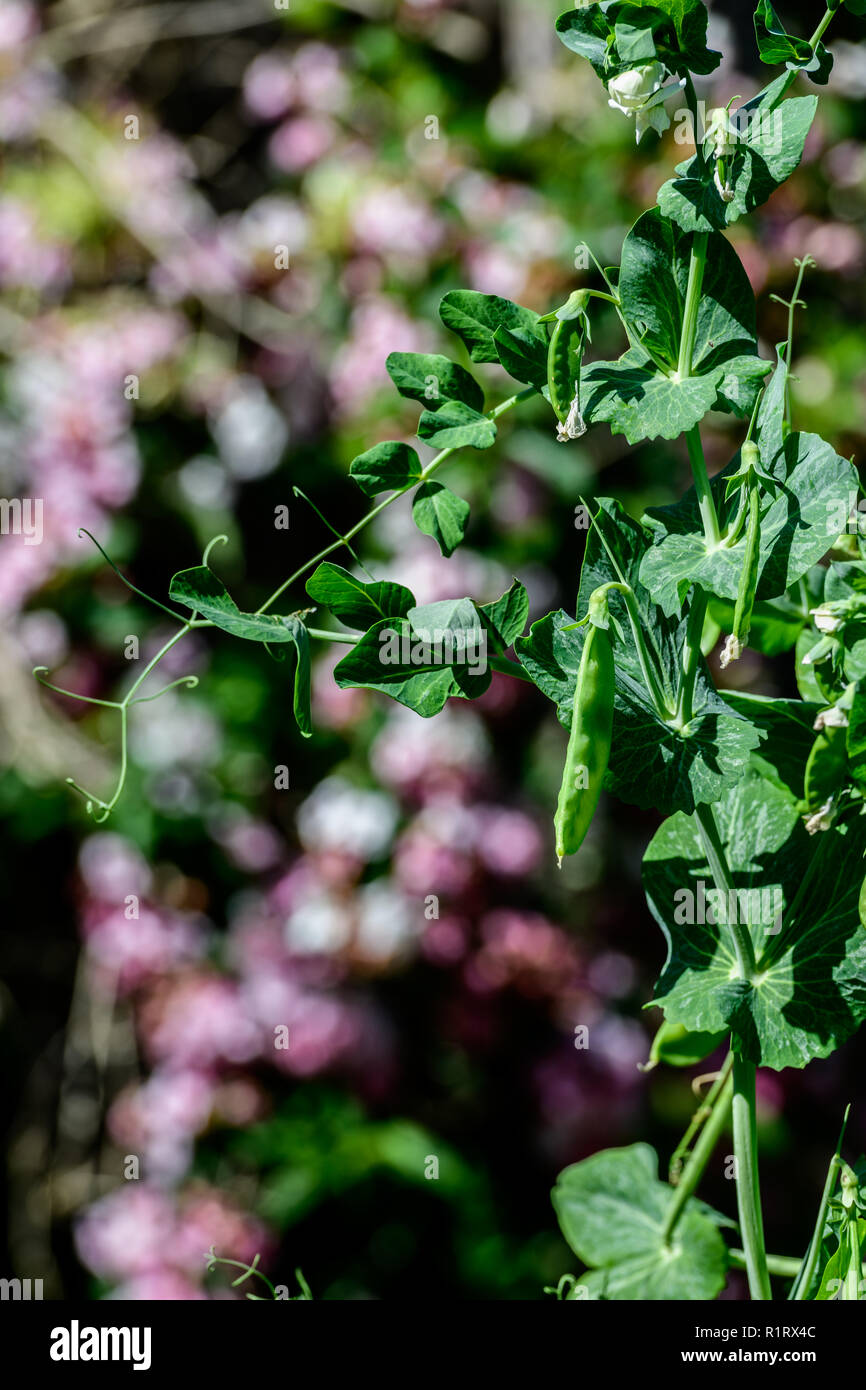 Les pois verts grandit bien dans le jardin au printemps Banque D'Images