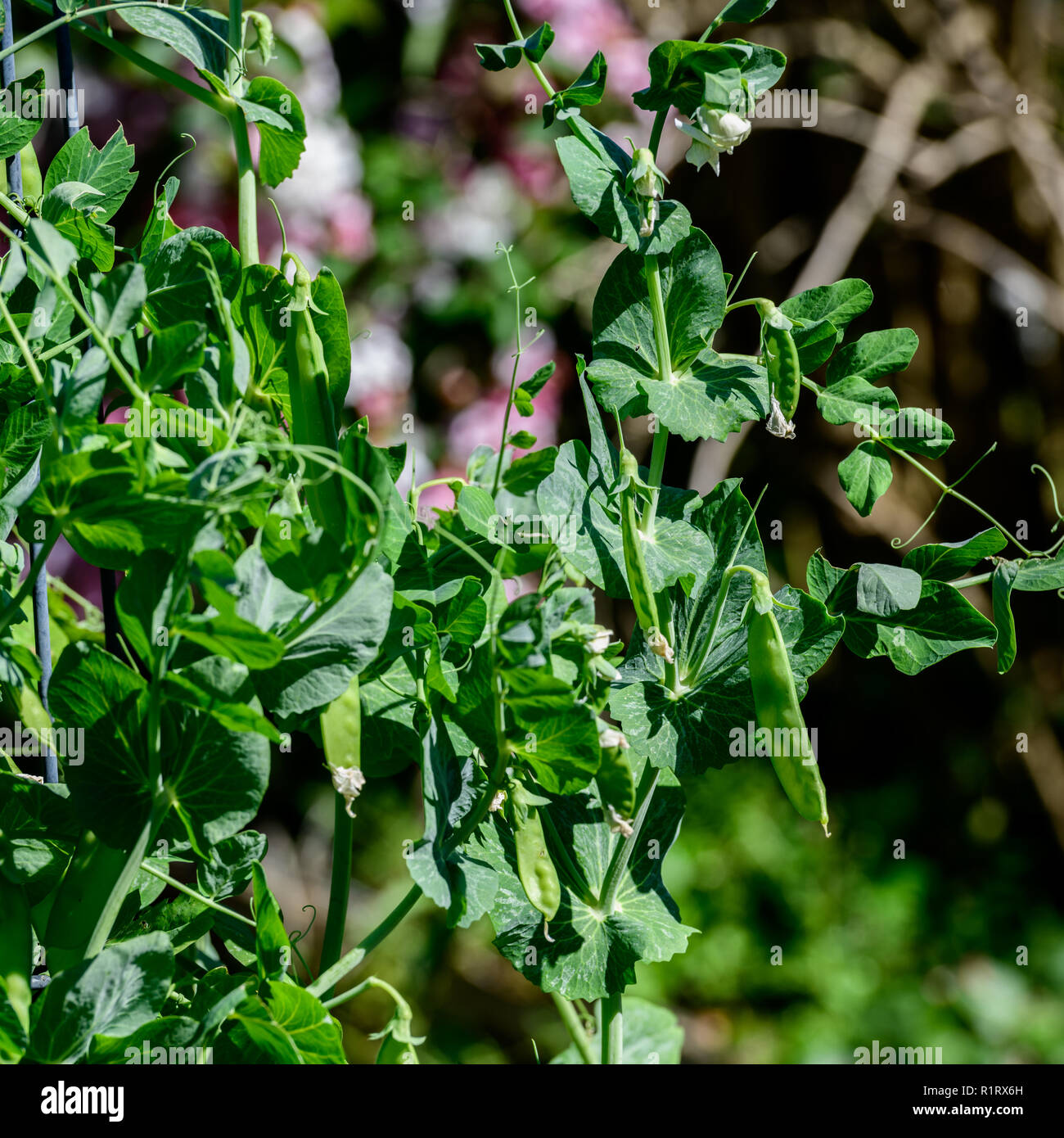 Les pois verts grandit bien dans le jardin au printemps Banque D'Images