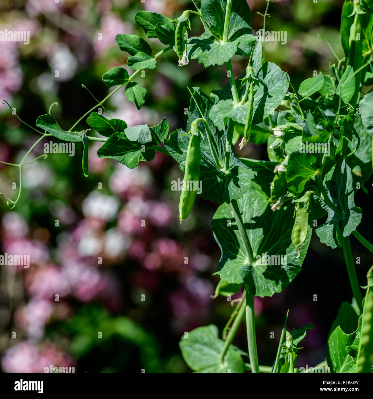 Les pois verts grandit bien dans le jardin au printemps Banque D'Images