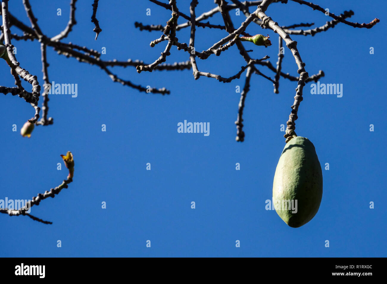 Arbre de soie Ceiba speciosa, maturation des fruits sur une branche, Elche jardin, Espagne Banque D'Images