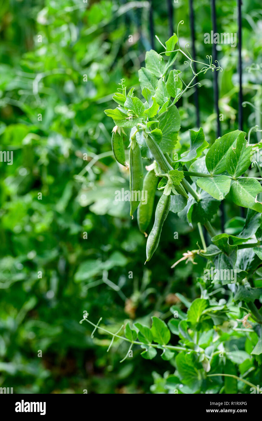 Les pois verts grandit bien dans le jardin au printemps Banque D'Images