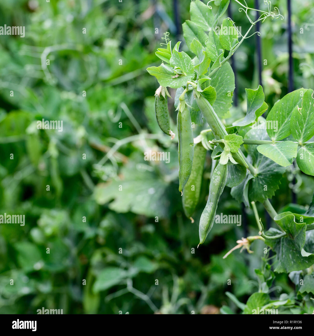 Les pois verts grandit bien dans le jardin au printemps Banque D'Images