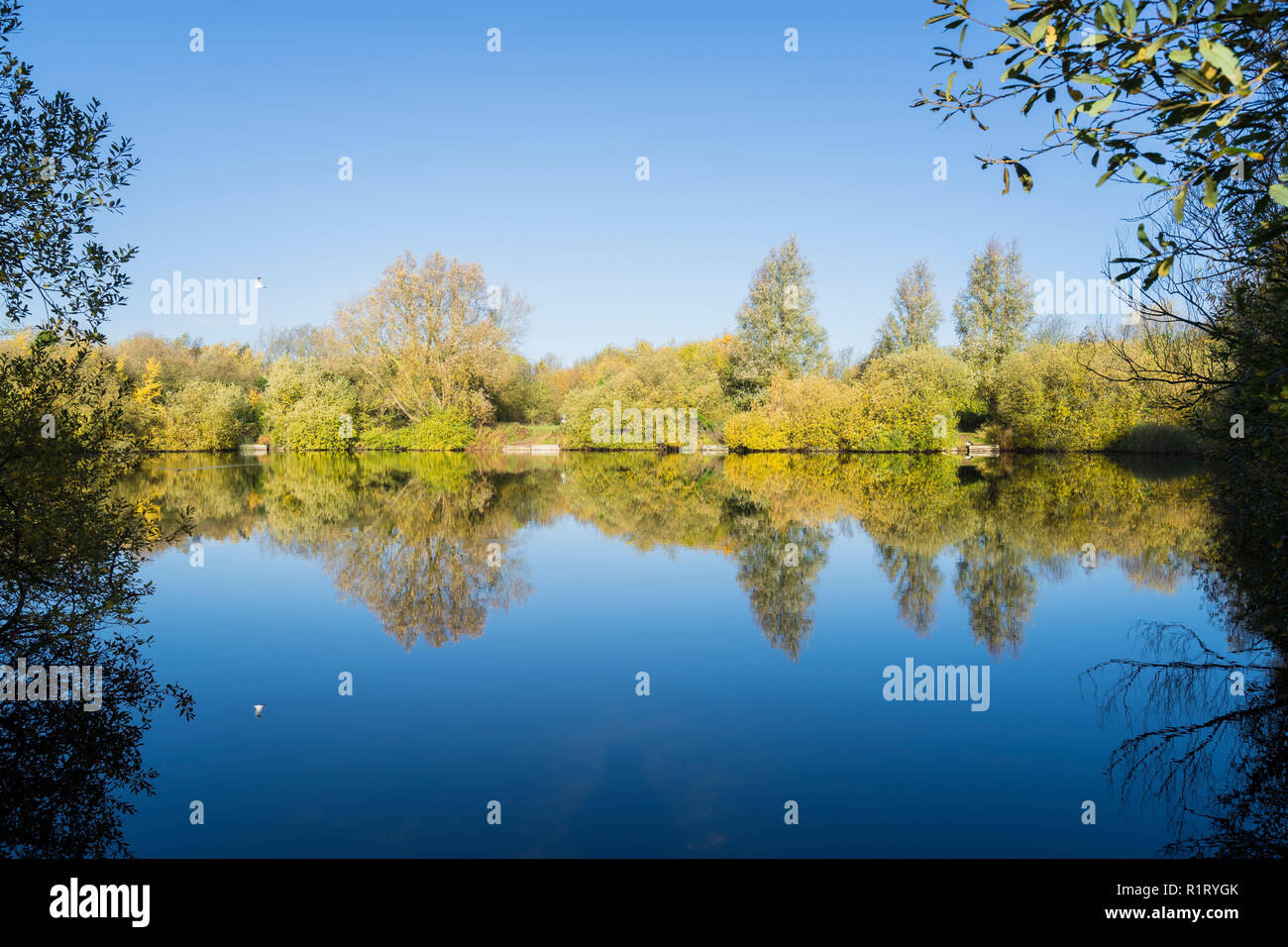 Réflexions d'arbres lac Milton Park Cambridge 10/11/2018 Banque D'Images