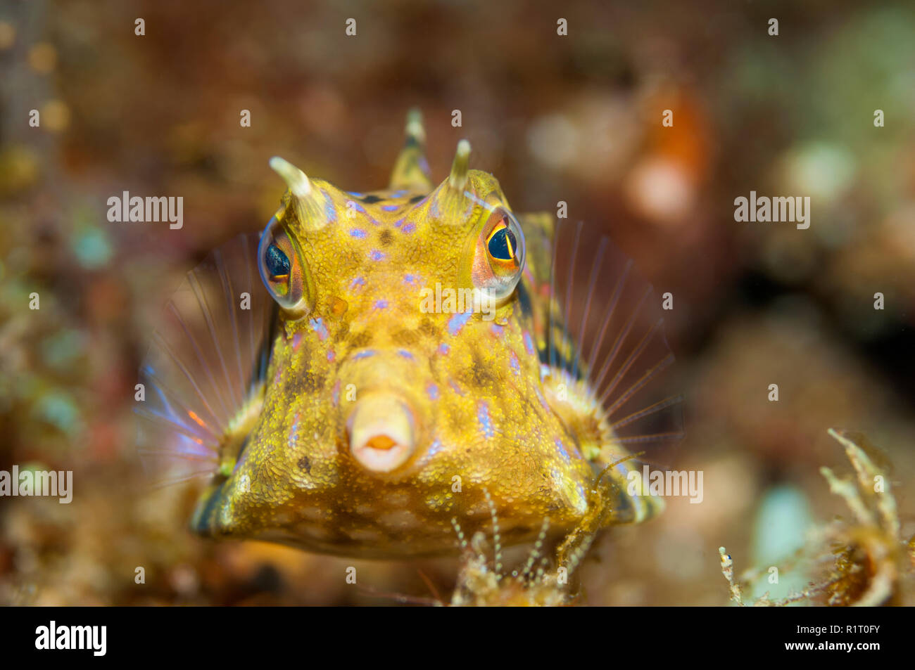 [Lactoria cornuta cowfish Longhorn]. La Papouasie occidentale, en Indonésie. Banque D'Images