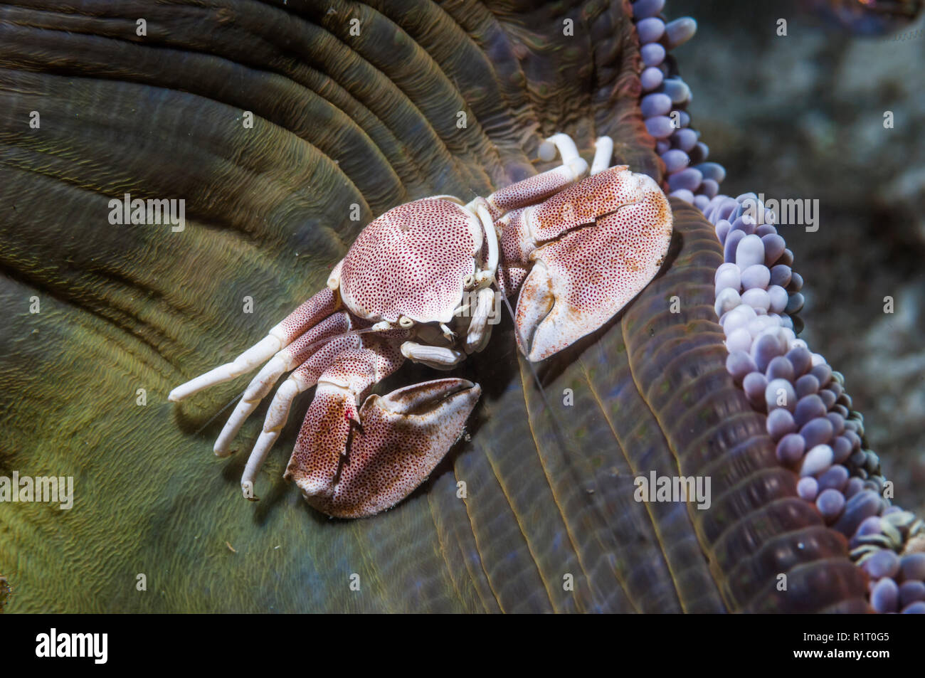 Crabe porcelaine maculée [Neopetrolisthes maculata]. La Papouasie occidentale, en Indonésie. Banque D'Images