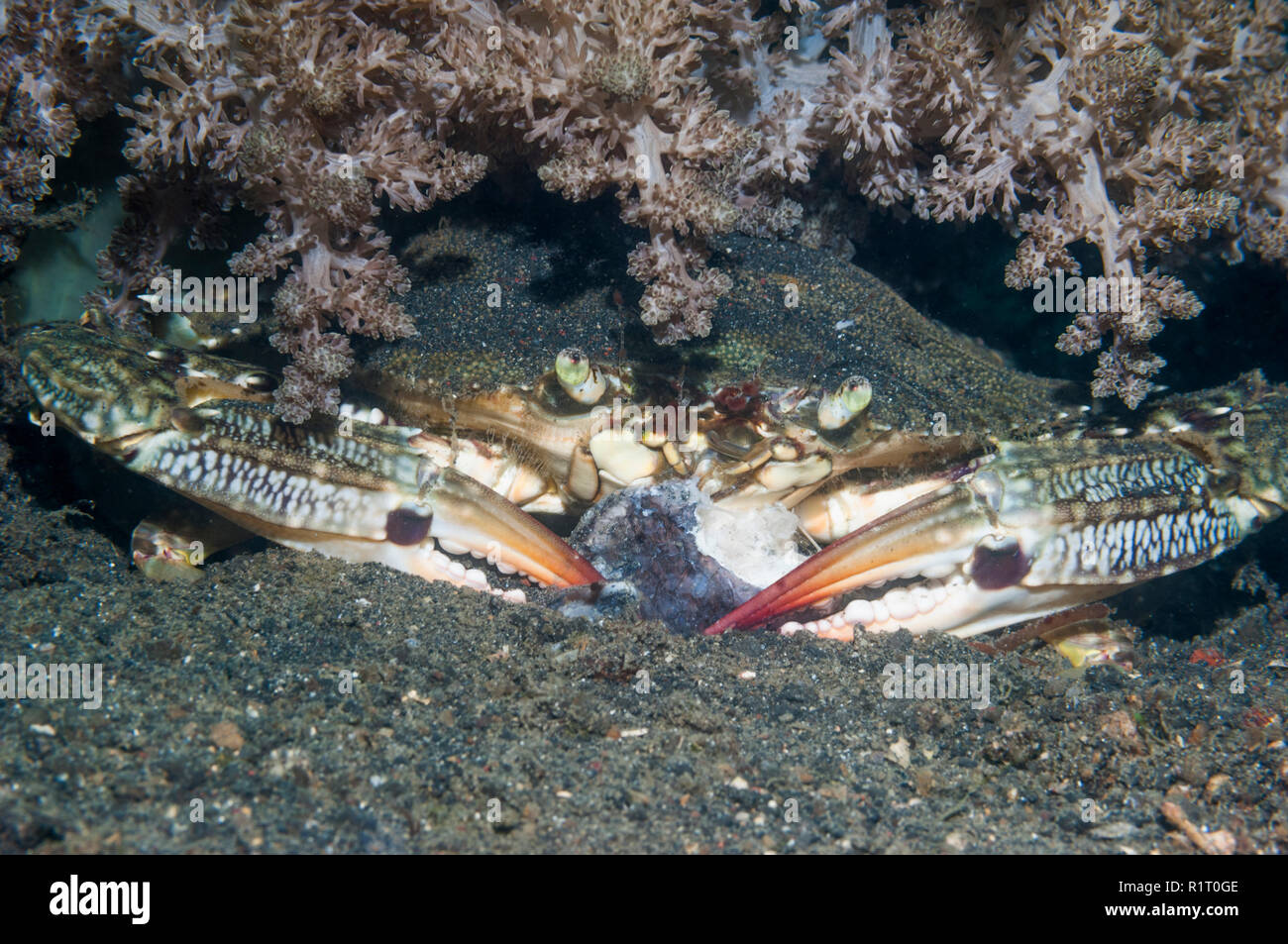 Crabe Portunus pelagicus nageur [alimentation] sur un morceau de poisson. Détroit de Lembeh, au nord de Sulawesi, Indonésie. Banque D'Images