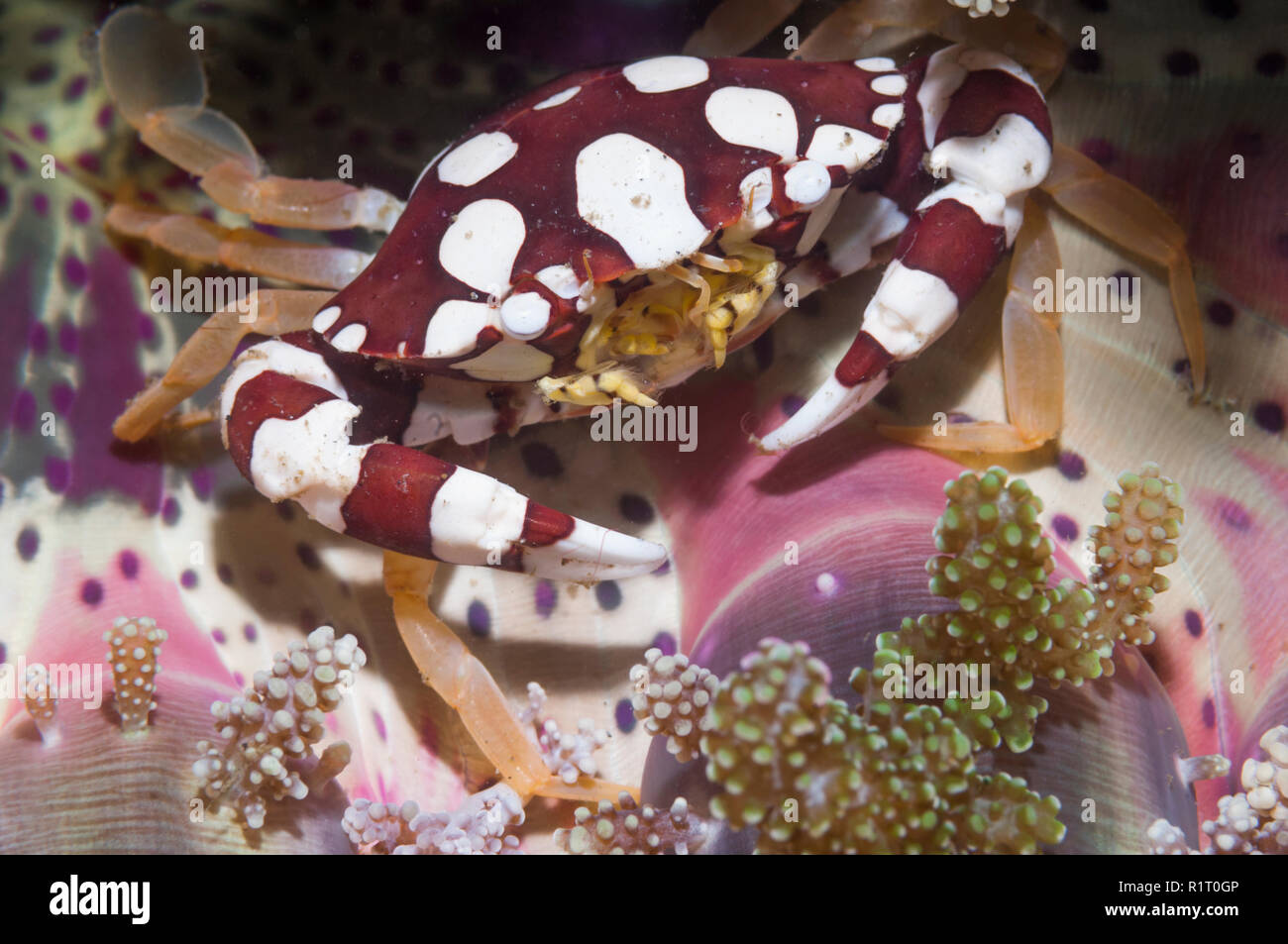 Crabe nageur arlequin [Lissocarcinus laevis]. Détroit de Lembeh, au nord de Sulawesi, Indonésie. Banque D'Images