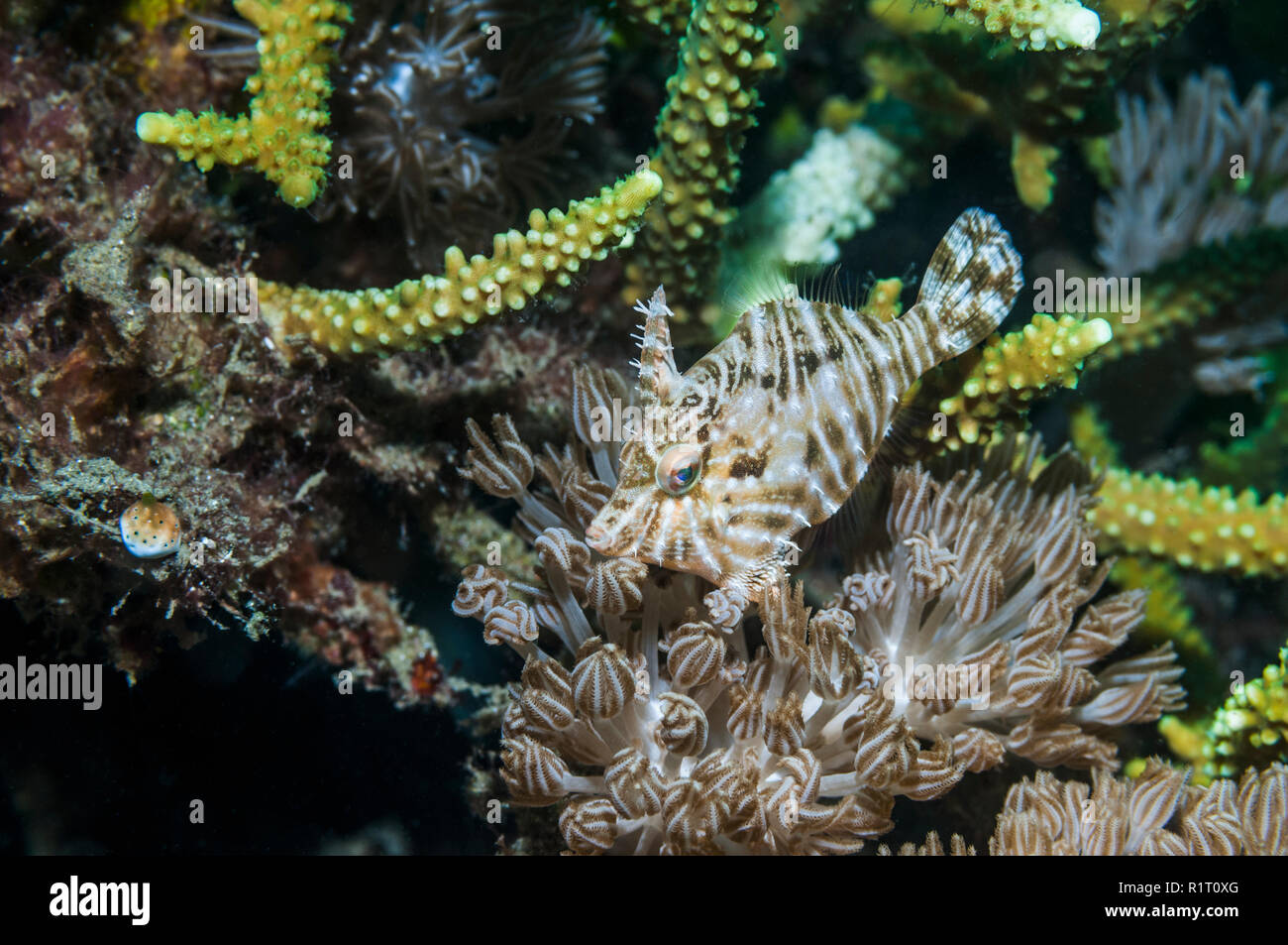 Des balistes radiale [SP] Acreichthys parmi les polypes de corail mou [Xenia sp.]. L'Indonésie. Banque D'Images