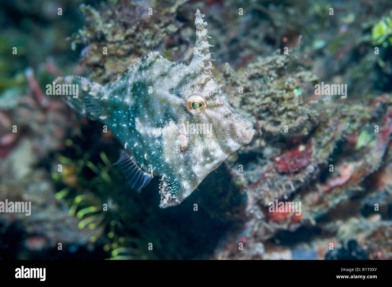 Des balistes radiale [Acreichthys radiatus]. Nord de Sulawesi, en Indonésie. Banque D'Images