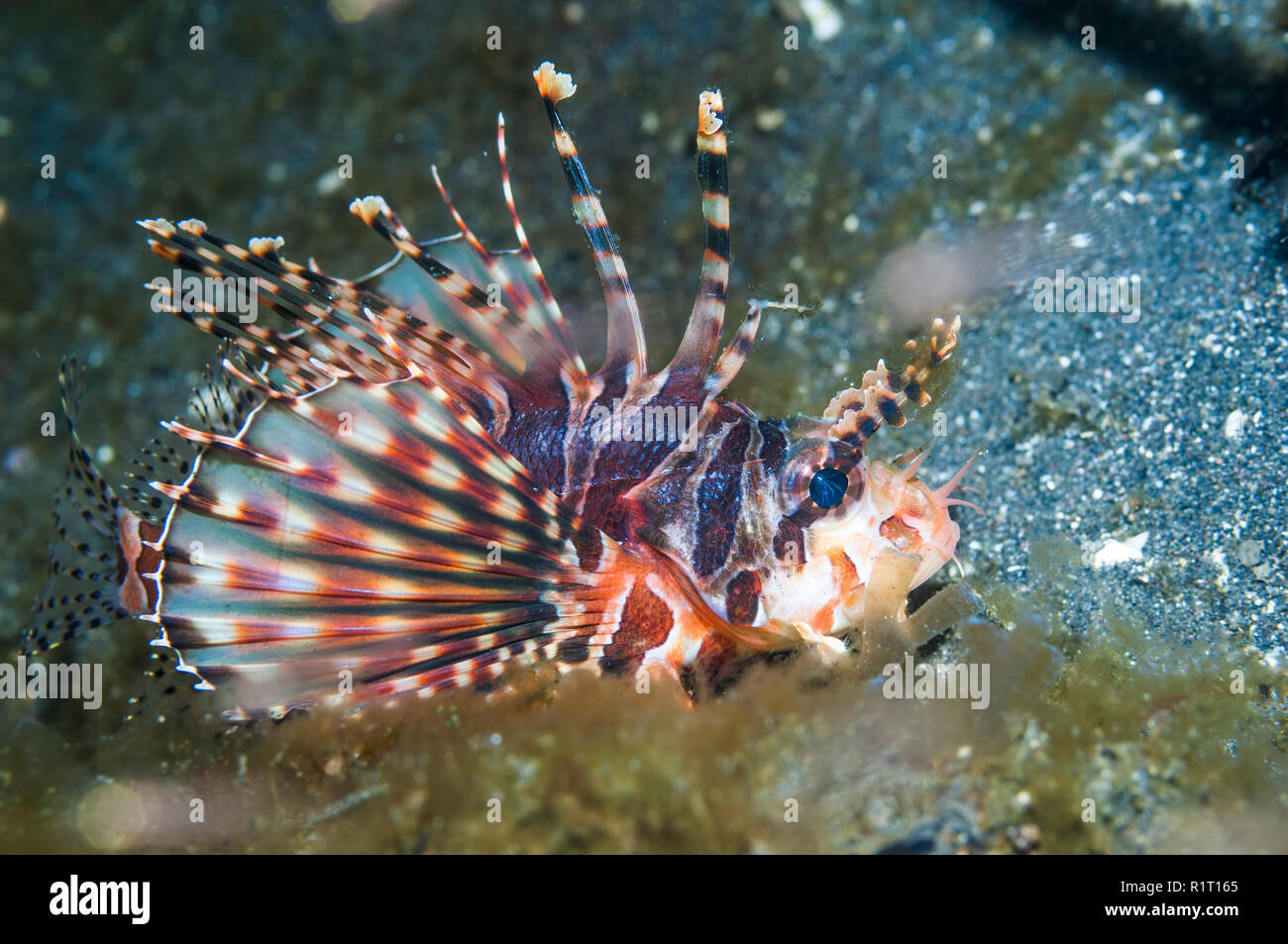 Dendrochirus zebra Zebra poissons lion []. L'Indonésie, l'Indo-Ouest pacifique. Banque D'Images