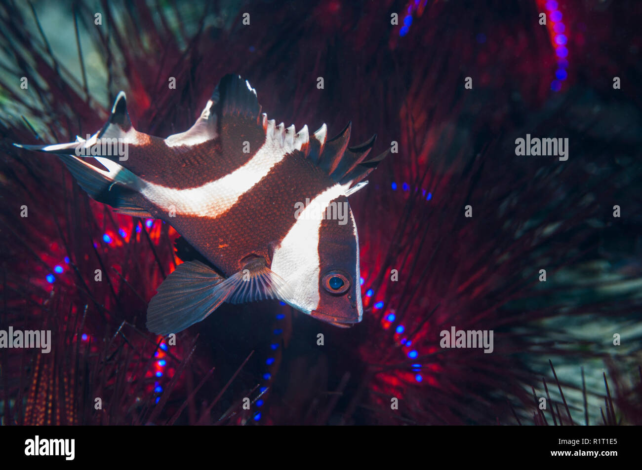 L'Empereur juvénile snapper Lutjanus sebae [] mise à l'abri parmi les épines de l'oursin Astropyga radiata [Incendie]. Détroit de Lembeh, au nord de Sulawesi, Indonésie Banque D'Images
