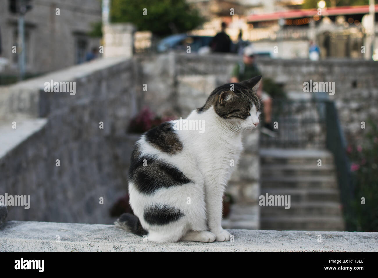 Sleeping cat en vieille ville de Dubrovnik Banque D'Images