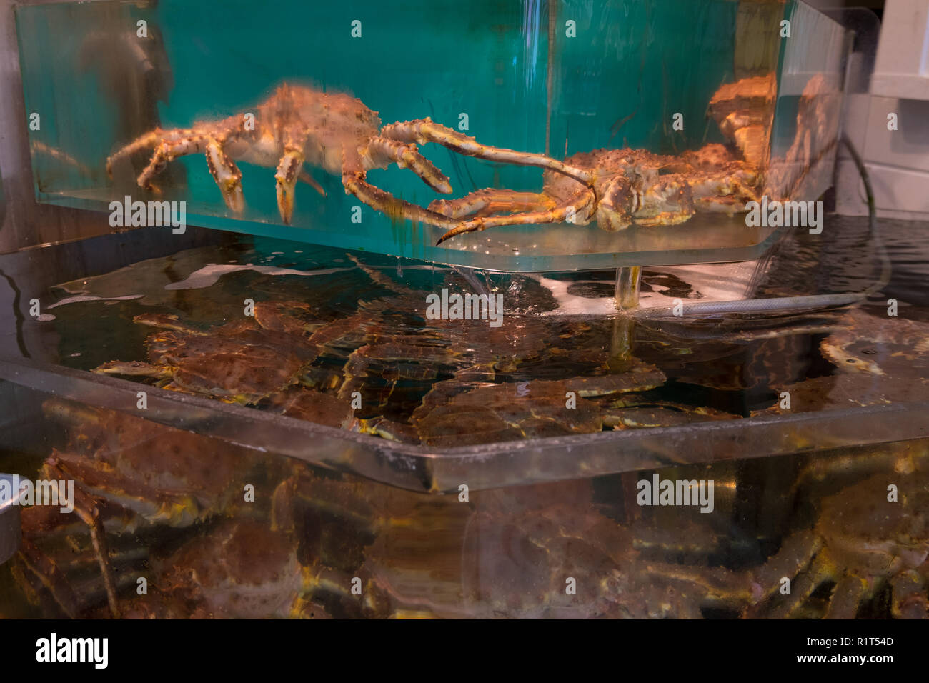 Au marché aux poissons de Nijō à Sapporo au Japon. Crabe royal vivant dans un réservoir. Banque D'Images