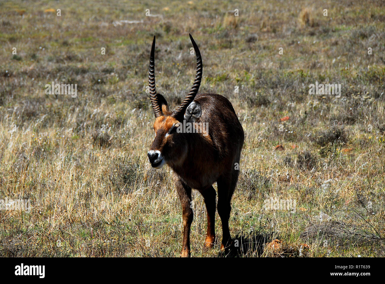 Le cobe à croissant est l'un des plus grands d'antilopes en Afrique du Sud. Déménagement lent, il reste près de l'eau pour échapper aux prédateurs. Remarque Le cornes torsadées. Banque D'Images