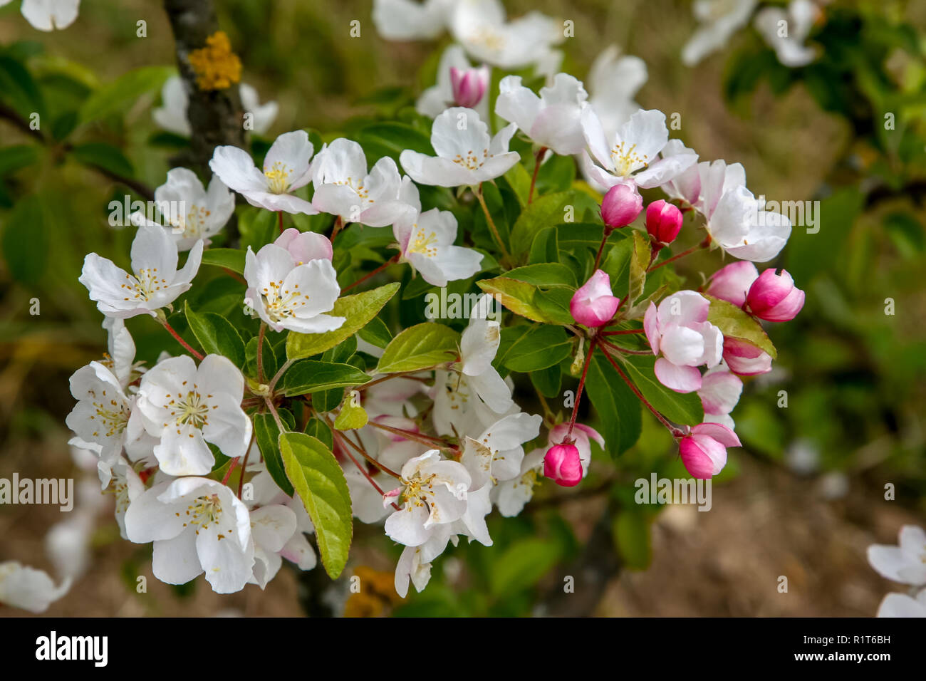 Pommier en fleurs au printemps. La floraison des fleurs d'Apple. Pommier à fleurs en Lettonie. Banque D'Images