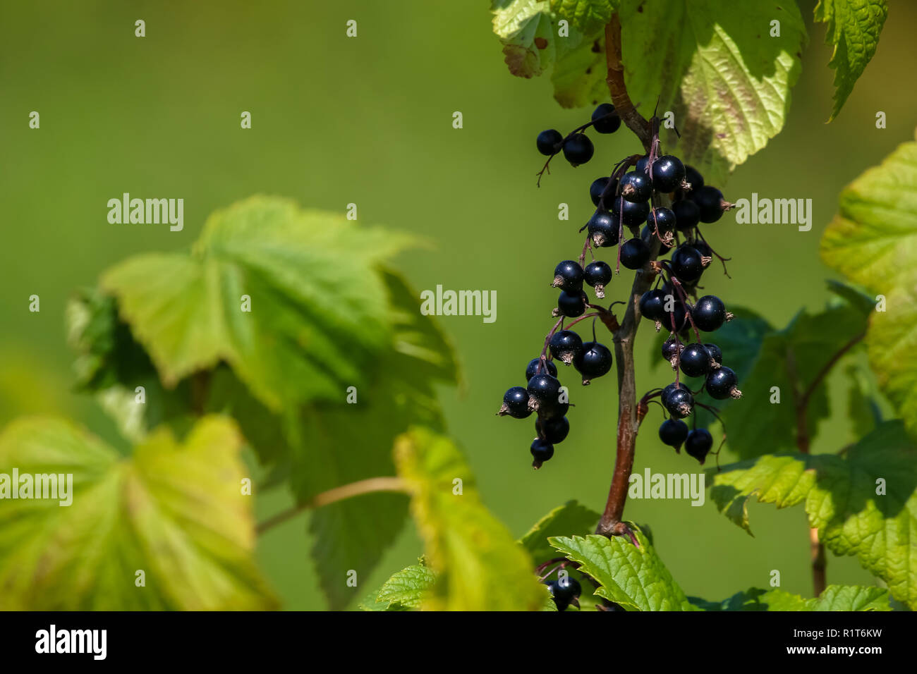 Bush sur cassis direction générale. Cassis sur bush. Le cassis dans le jardin. Les baies d'été en Lettonie. Fond vert avec de cassis. Banque D'Images