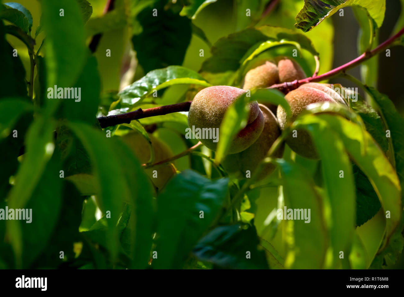 Peaches on tree branch. Les pêches non mûres sur l'arbre. Pêches au jardin. Les fruits d'été en Lettonie. Peach Tree en savoureux sur orchard d'été ensoleillé. Banque D'Images