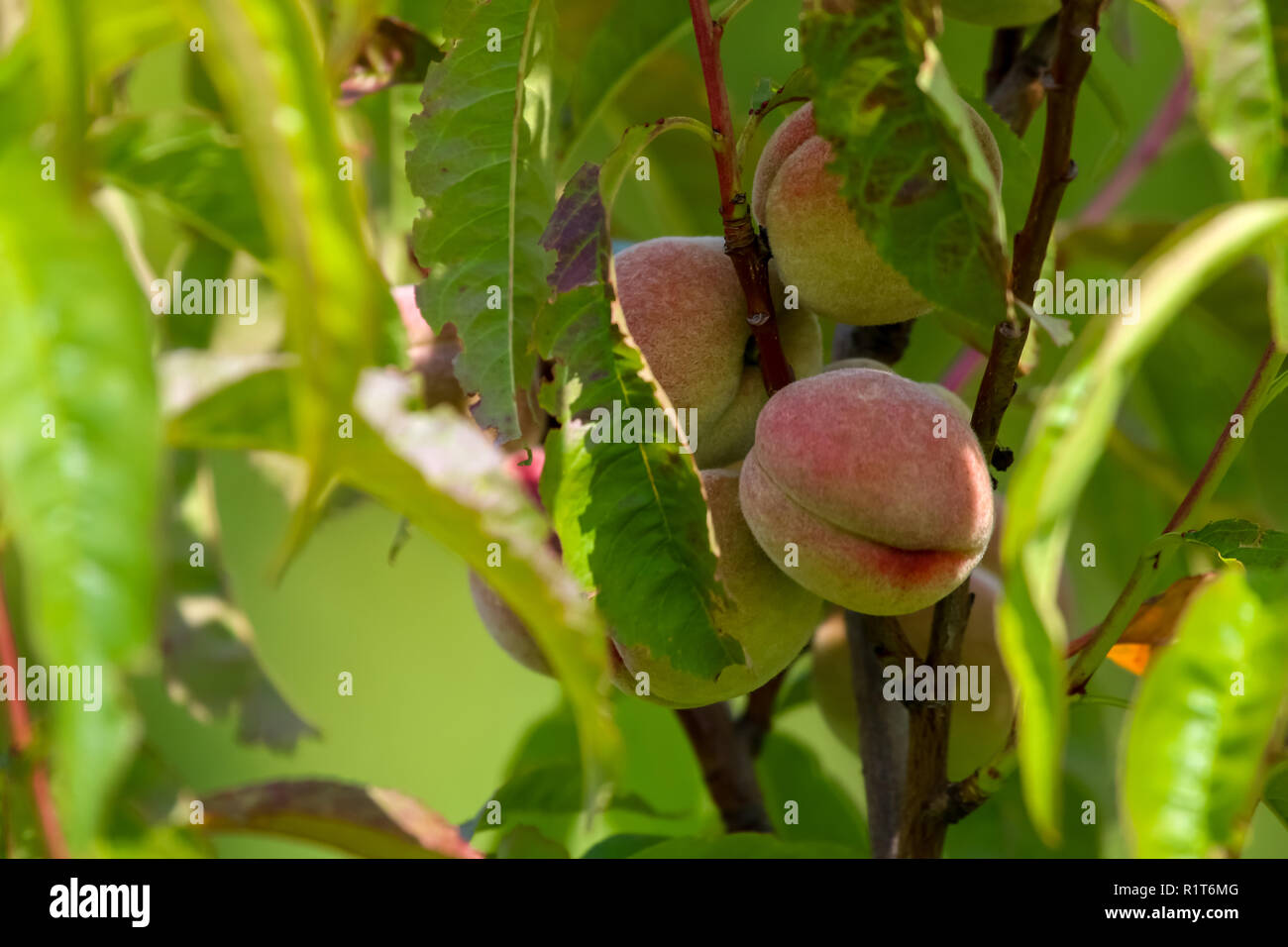 Peaches on tree branch. Les pêches non mûres sur l'arbre. Pêches au jardin. Les fruits d'été en Lettonie. Peach Tree en savoureux sur orchard d'été ensoleillé. Banque D'Images
