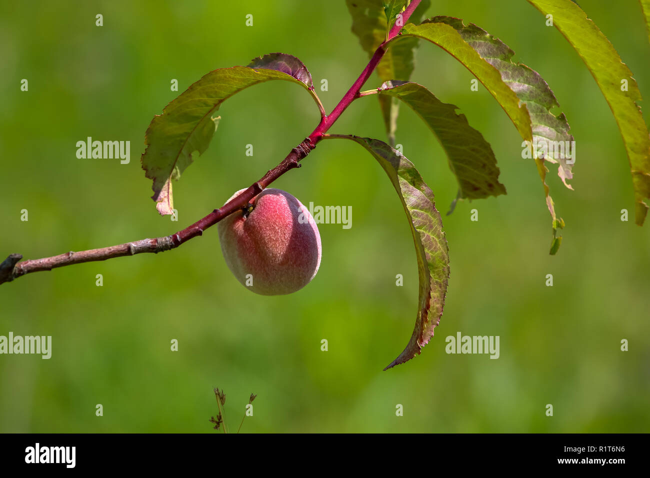 Peach sur branche d'arbre. Pêche pas mûre sur arbre. Pêche au jardin. Les fruits d'été en Lettonie. Peach Tree en savoureux sur fond vert. Banque D'Images